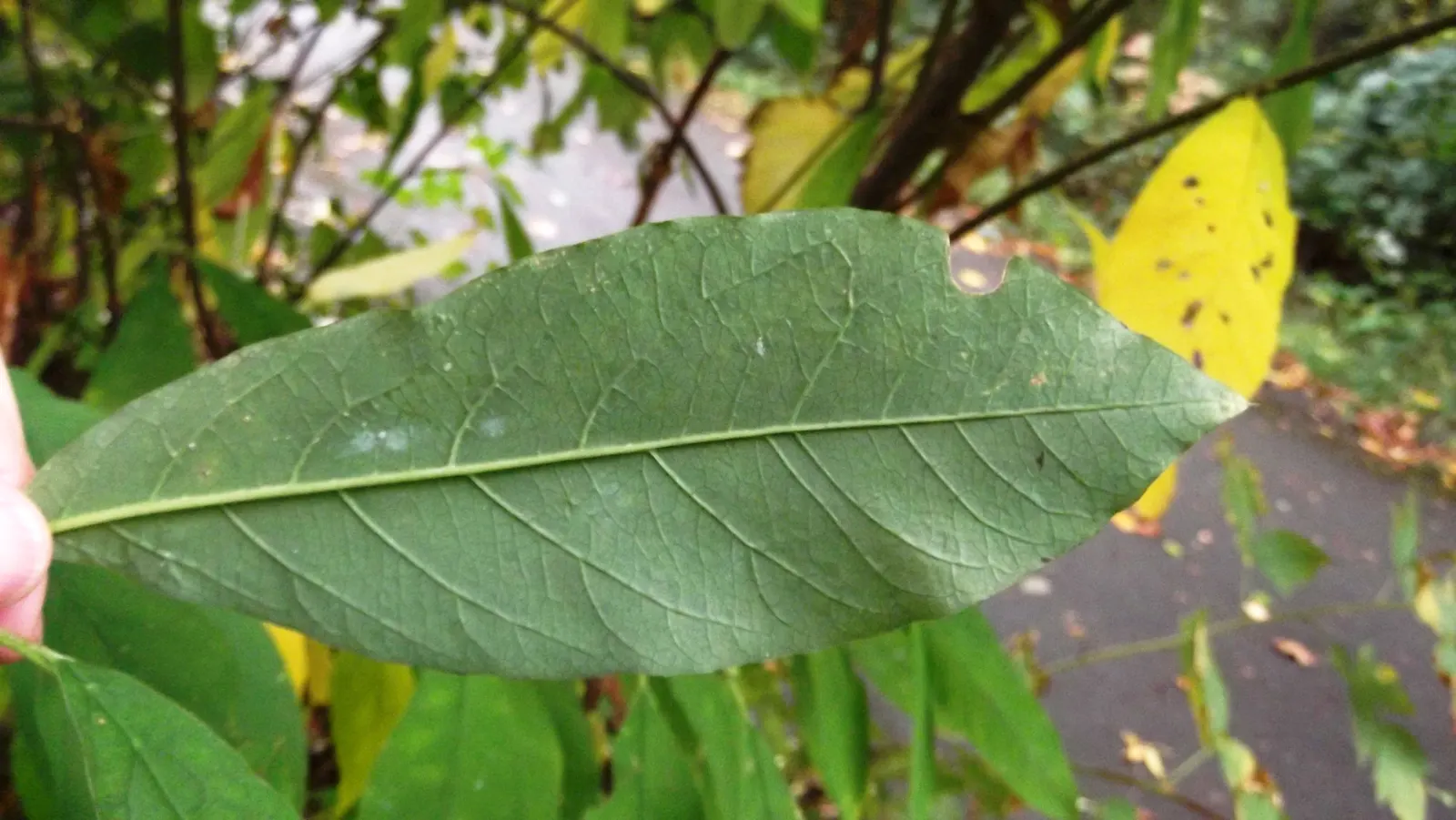 Indian Plum (Oemleria Cerasiformis) — is a deciduous shrub native to the Pacific Northwest; both sexes must be present in the landscape.<br><br>The, image 56