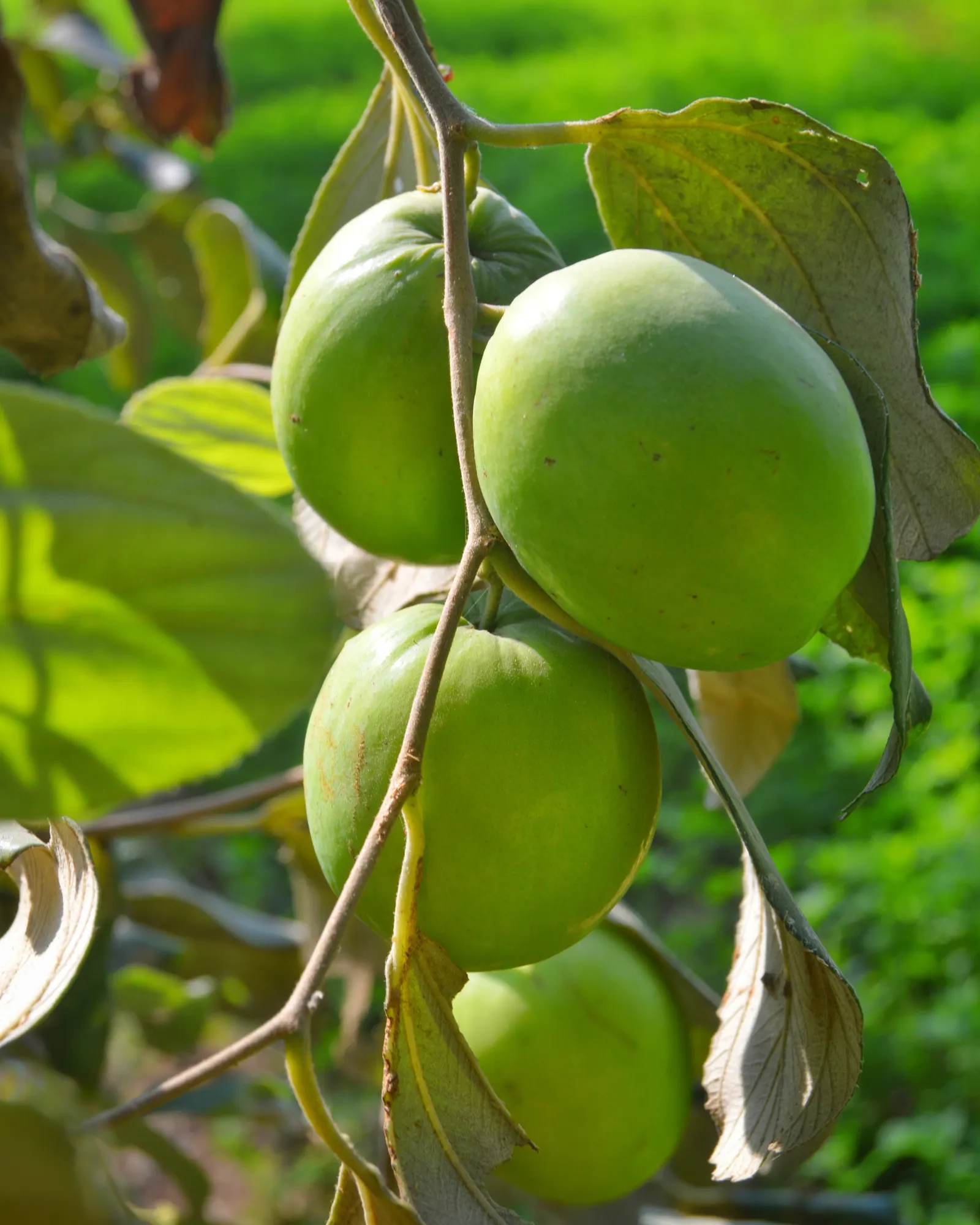 Indian Plum (Oemleria Cerasiformis) — Ripening to a dark purple in late summer; indian Plum provides excellent wildlife habitat and is ideal for naturalistic