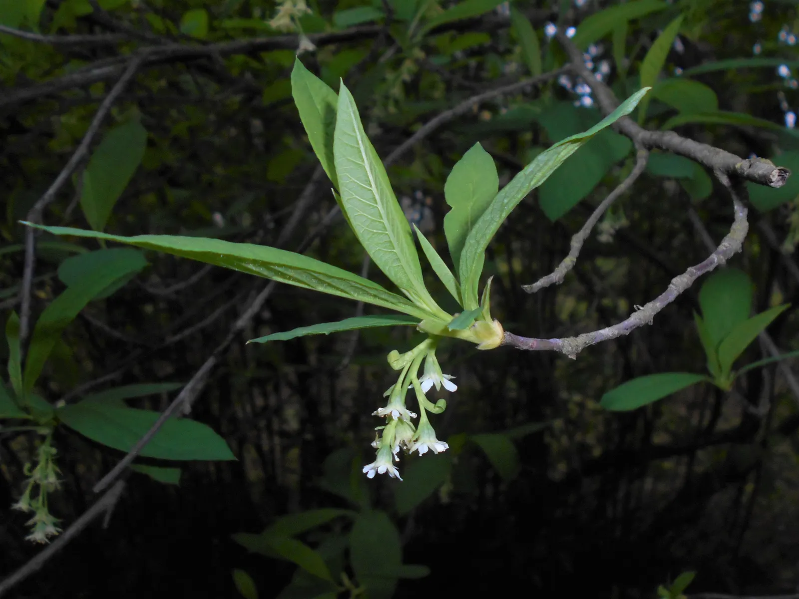 Indian Plum (Oemleria Cerasiformis) — if fruit production is desired, image 88