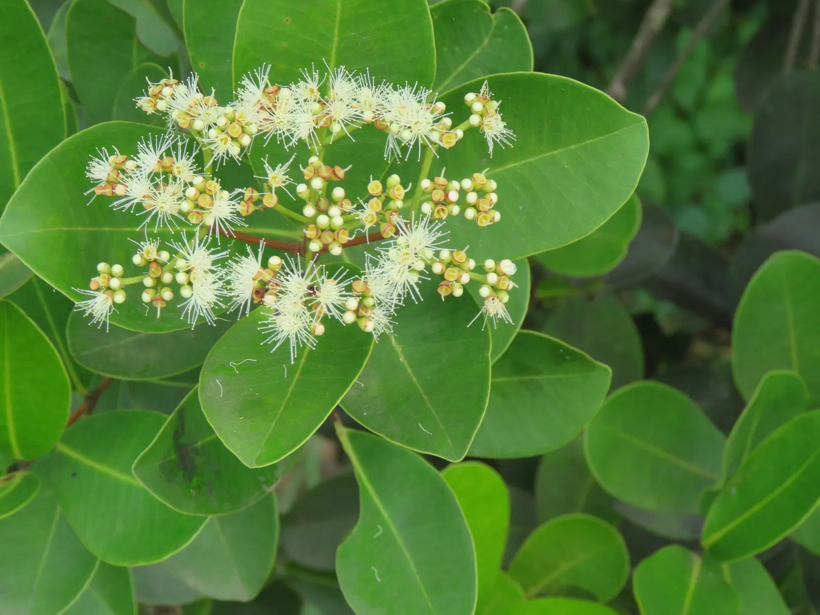 Indian Plum (Oemleria Cerasiformis) — Each flower measures about 0.5 inches across; contributing additional seasonal interest.<br><br>Upon pollination