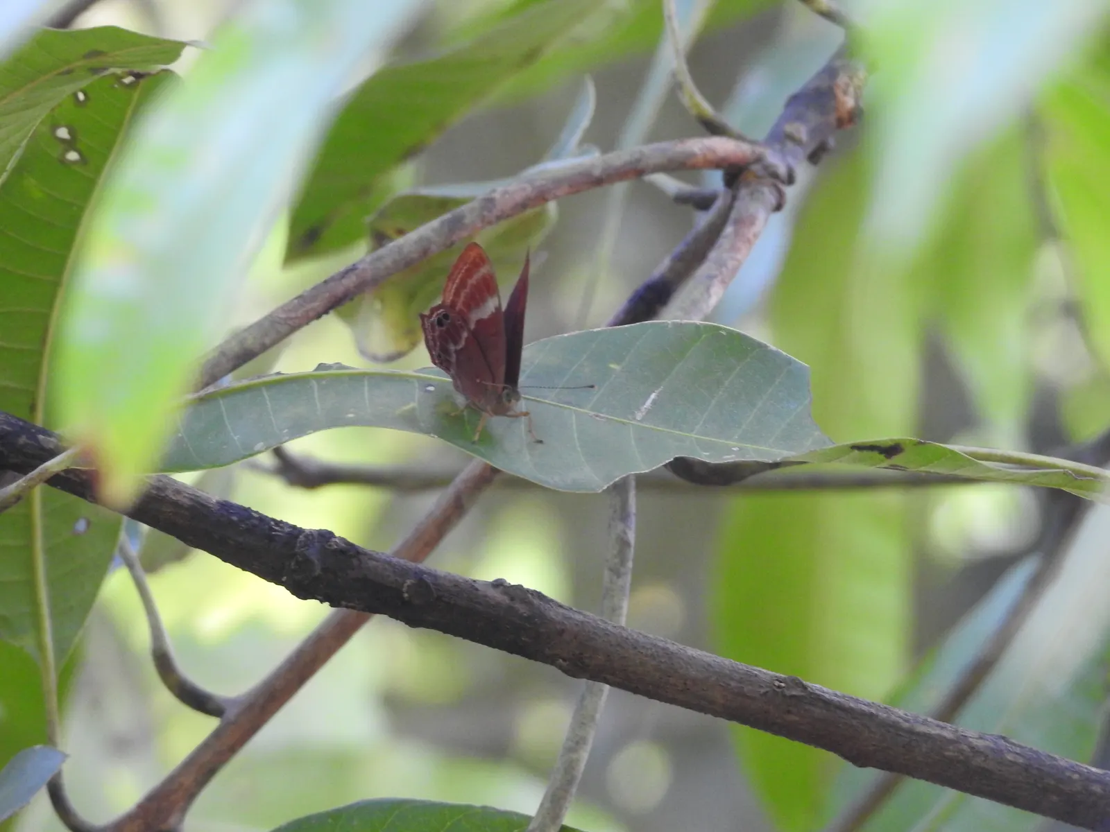 Indian Plum (Oemleria Cerasiformis) — they are favored by birds and small mammals