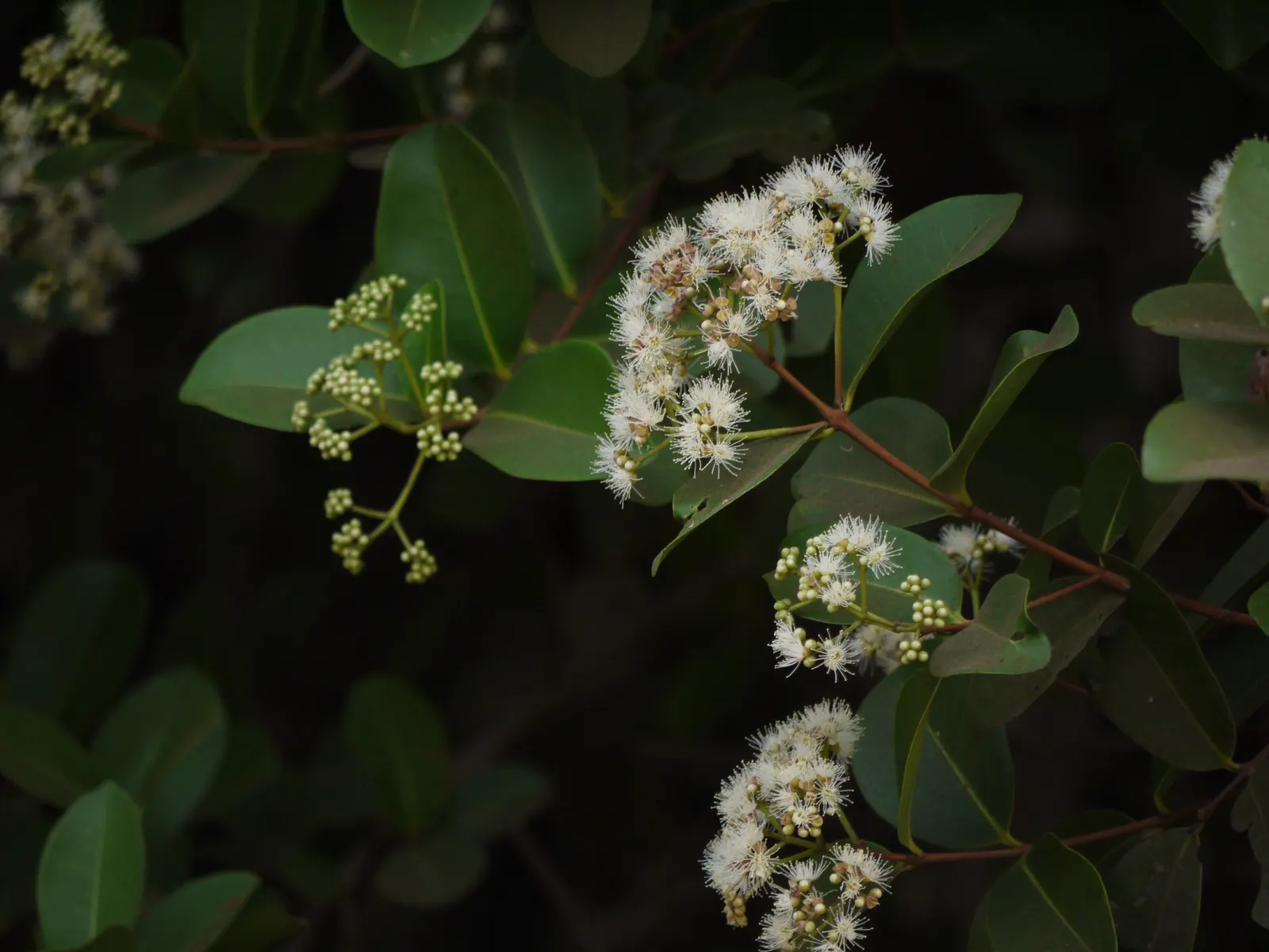 Indian Plum (Oemleria Cerasiformis) — This early-blooming plant features clusters of small white flowers and yields small, plum-like fruits