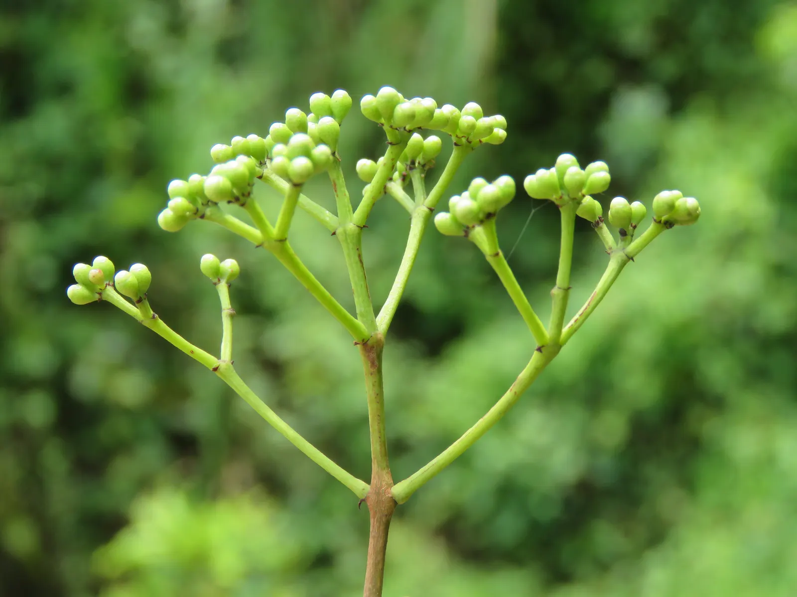 Indian Plum (Oemleria Cerasiformis) — is a deciduous shrub native to the Pacific Northwest
