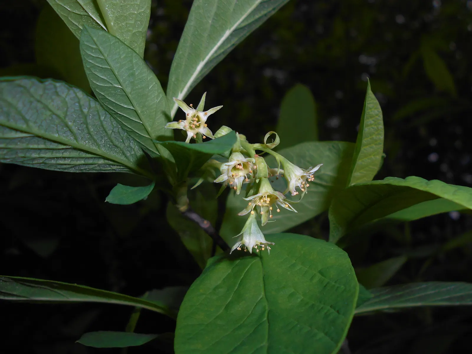Indian Plum (Oemleria Cerasiformis) — ecologically supportive option