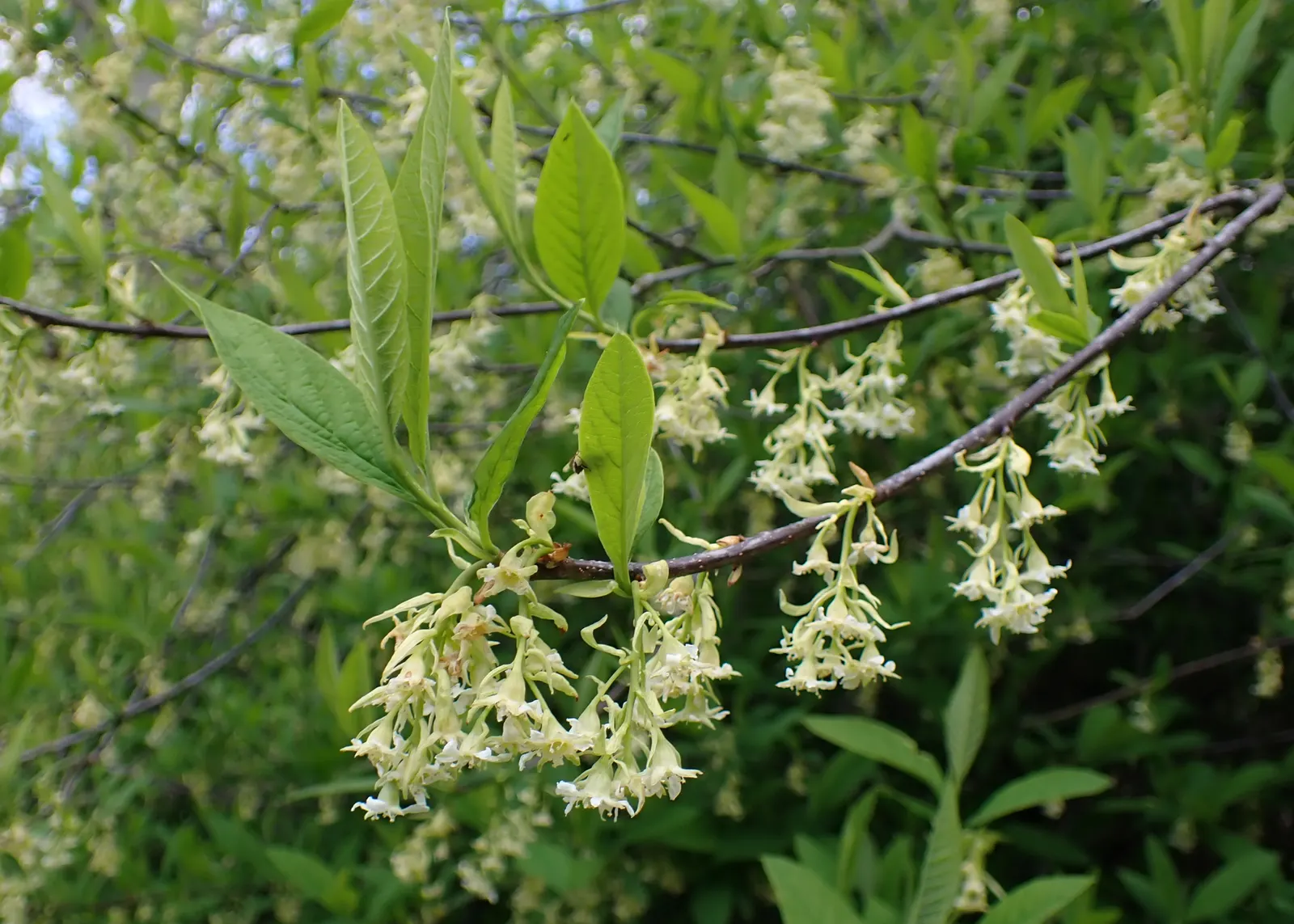 Indian Plum (Oemleria Cerasiformis) — This early-blooming plant features clusters of small white flowers and yields small, plum-like fruits, image 53
