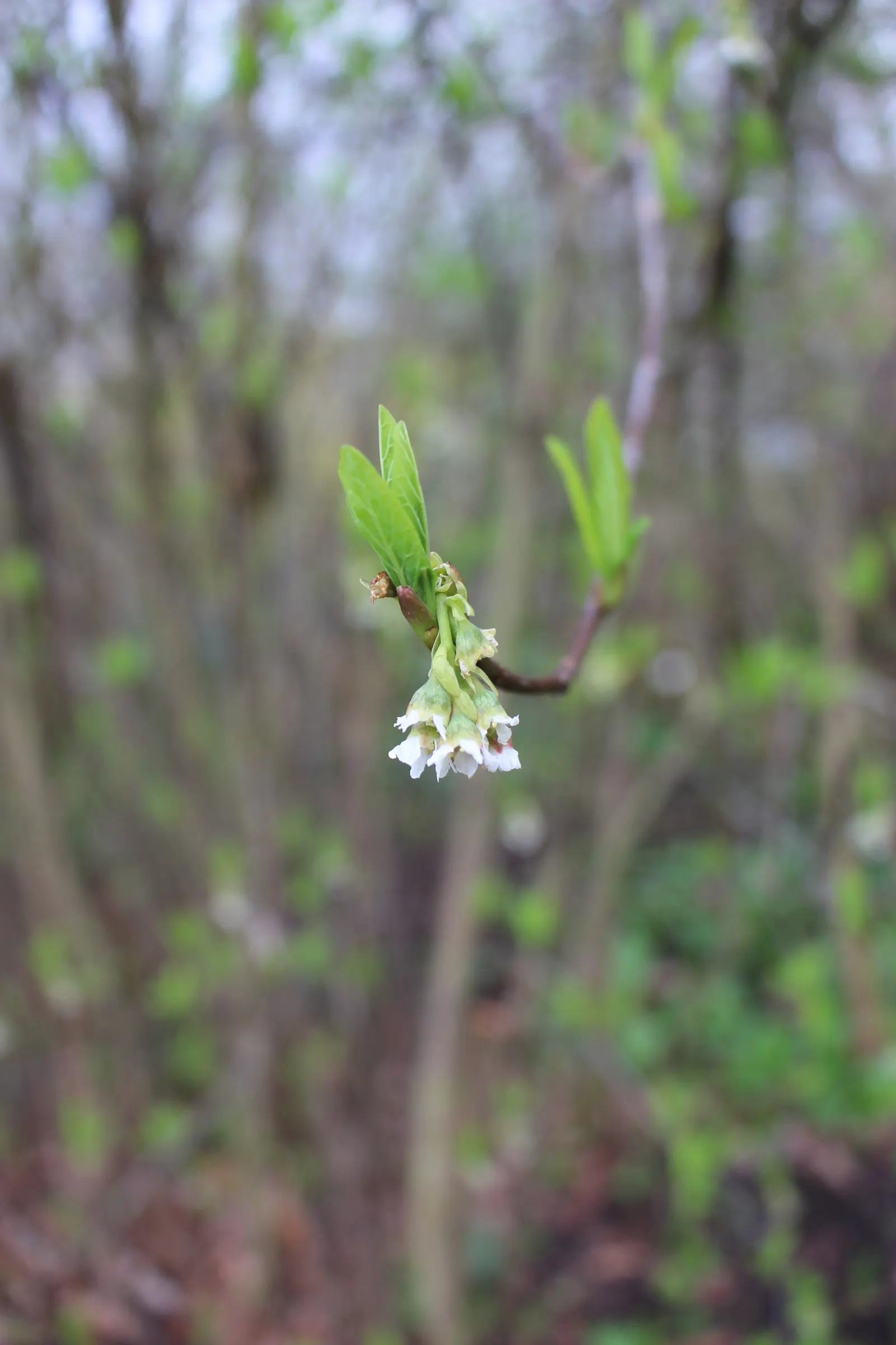 Indian Plum (Oemleria Cerasiformis) — Oemleria cerasiformis, commonly known as Indian Plum, is a deciduous shrub native to the Pacific Northwest, image 101