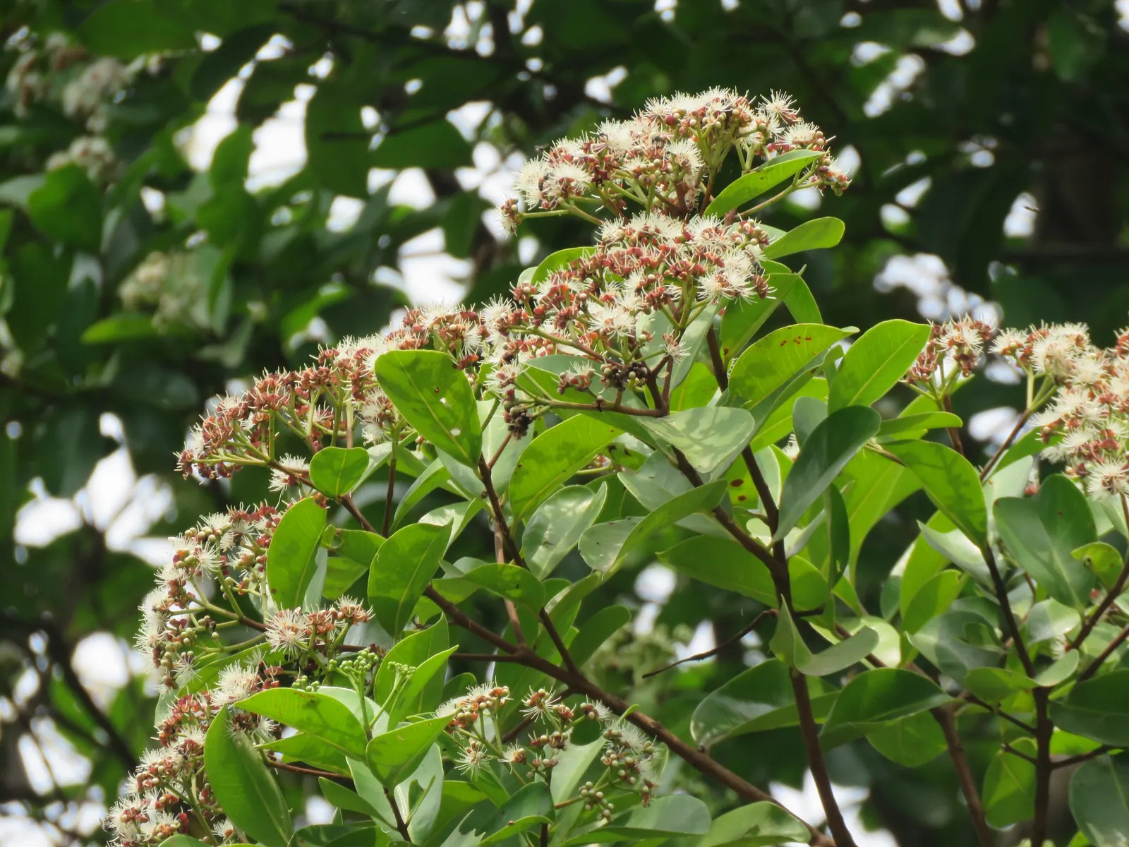 Indian Plum (Oemleria Cerasiformis) — white flowers in the garden