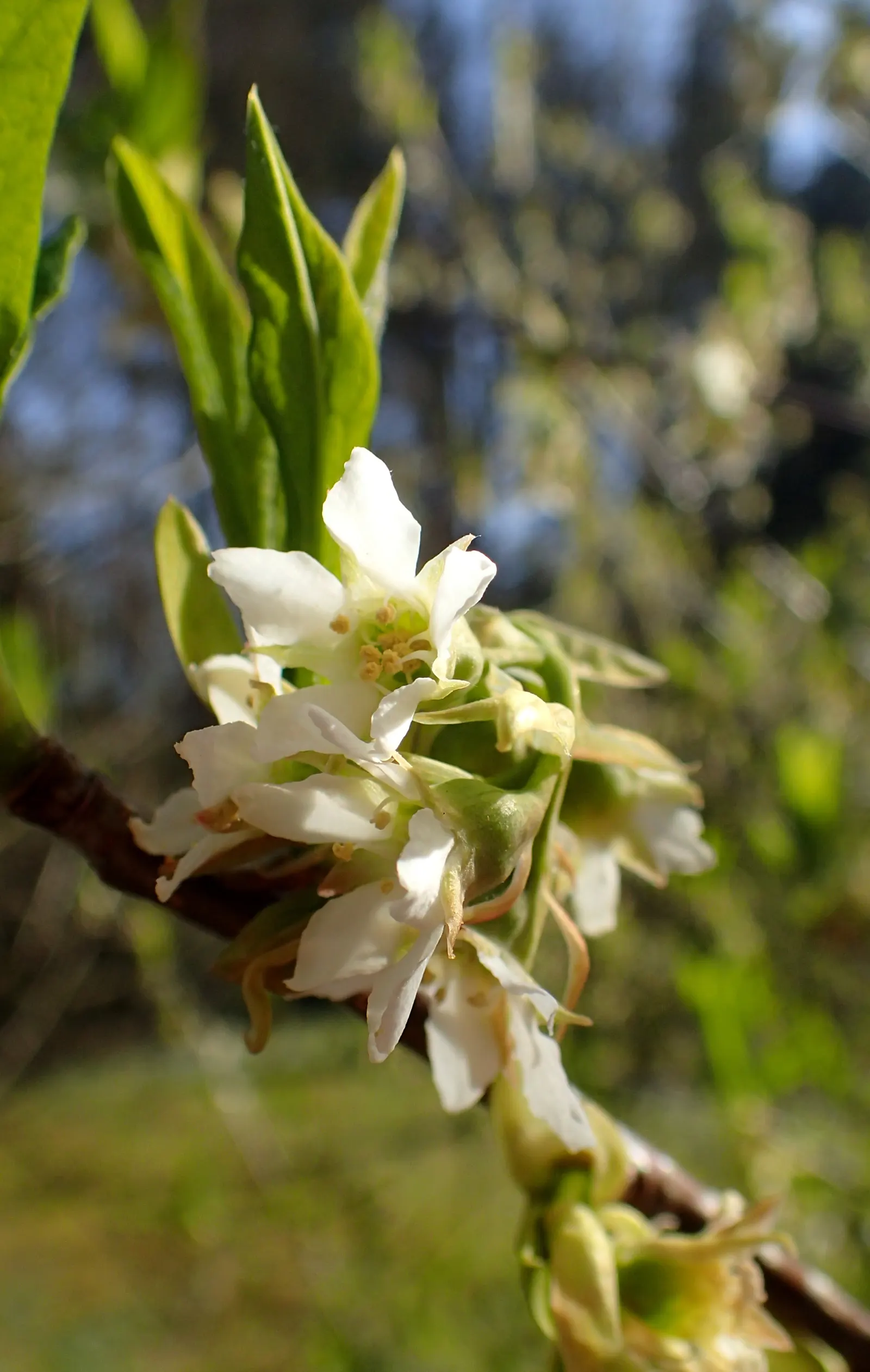 Indian Plum (Oemleria Cerasiformis) — reaching about 1 inch in length; white flowers in the garden, image 68