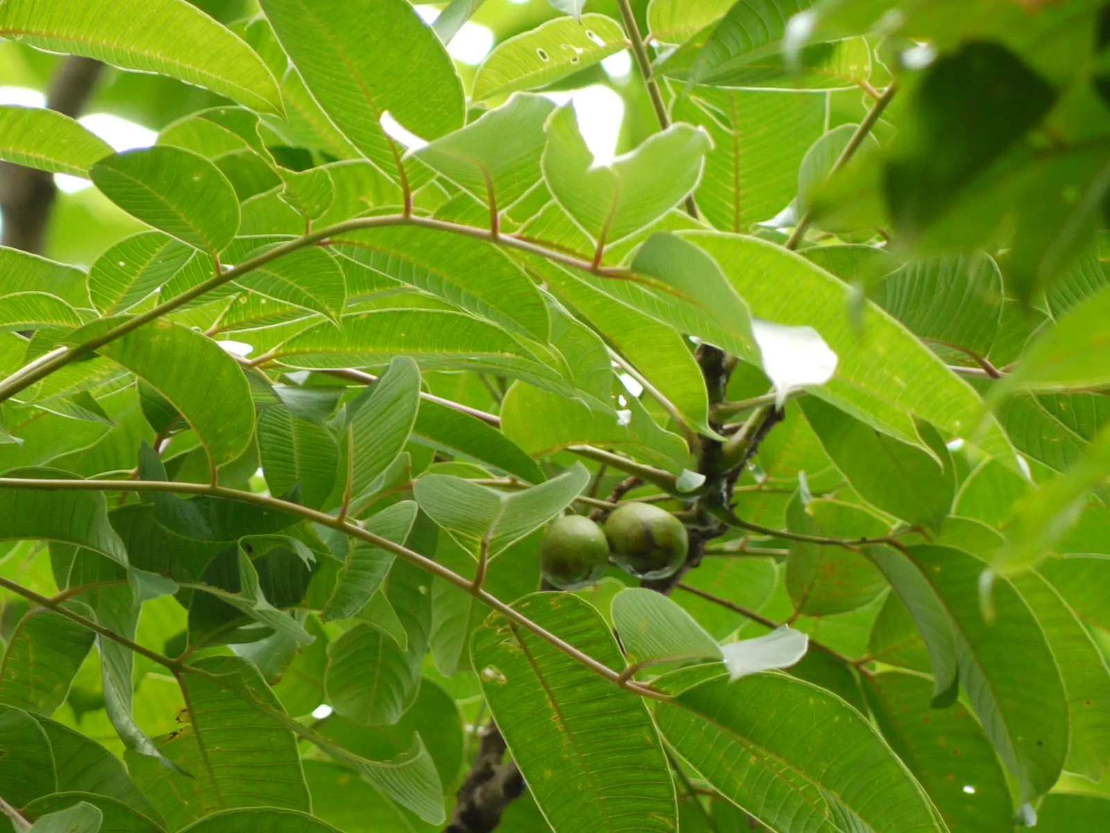 Indian Plum (Oemleria Cerasiformis) — shrub / tree for full or half; ecologically supportive option
