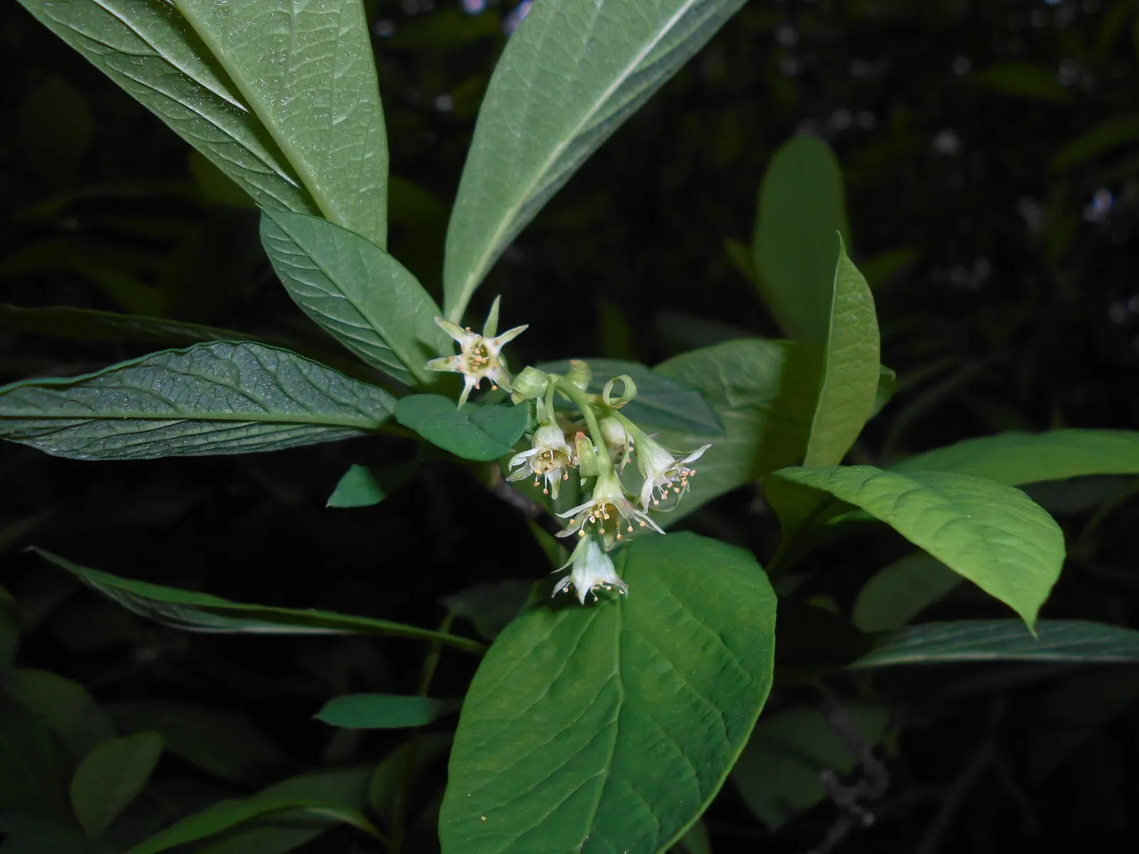 Indian Plum (Oemleria Cerasiformis) — celebrated for its early spring blossoms and wildlife-friendly characteristics; its preference for USDA, image 82