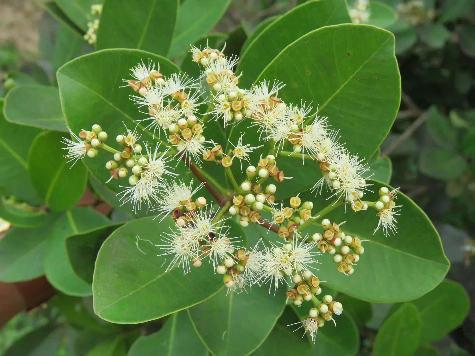 Indian Plum (Oemleria Cerasiformis) — Its preference for USDA hardiness zones 5 to 9 makes it a hardy addition to many landscapes
