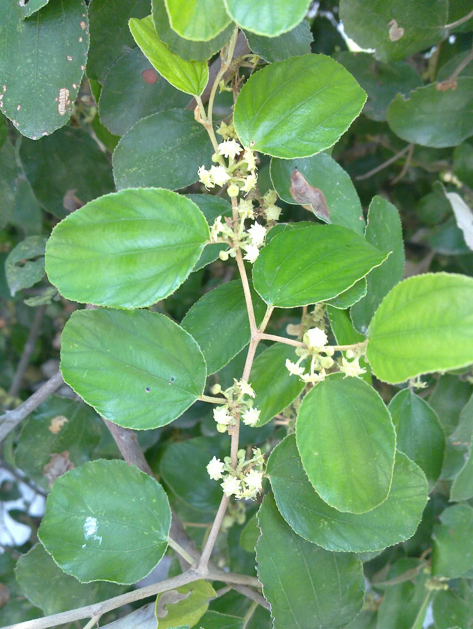 Indian Plum (Oemleria Cerasiformis) — meaning that male and female flowers are borne on separate plants; thus; is a deciduous shrub native to the Pacific