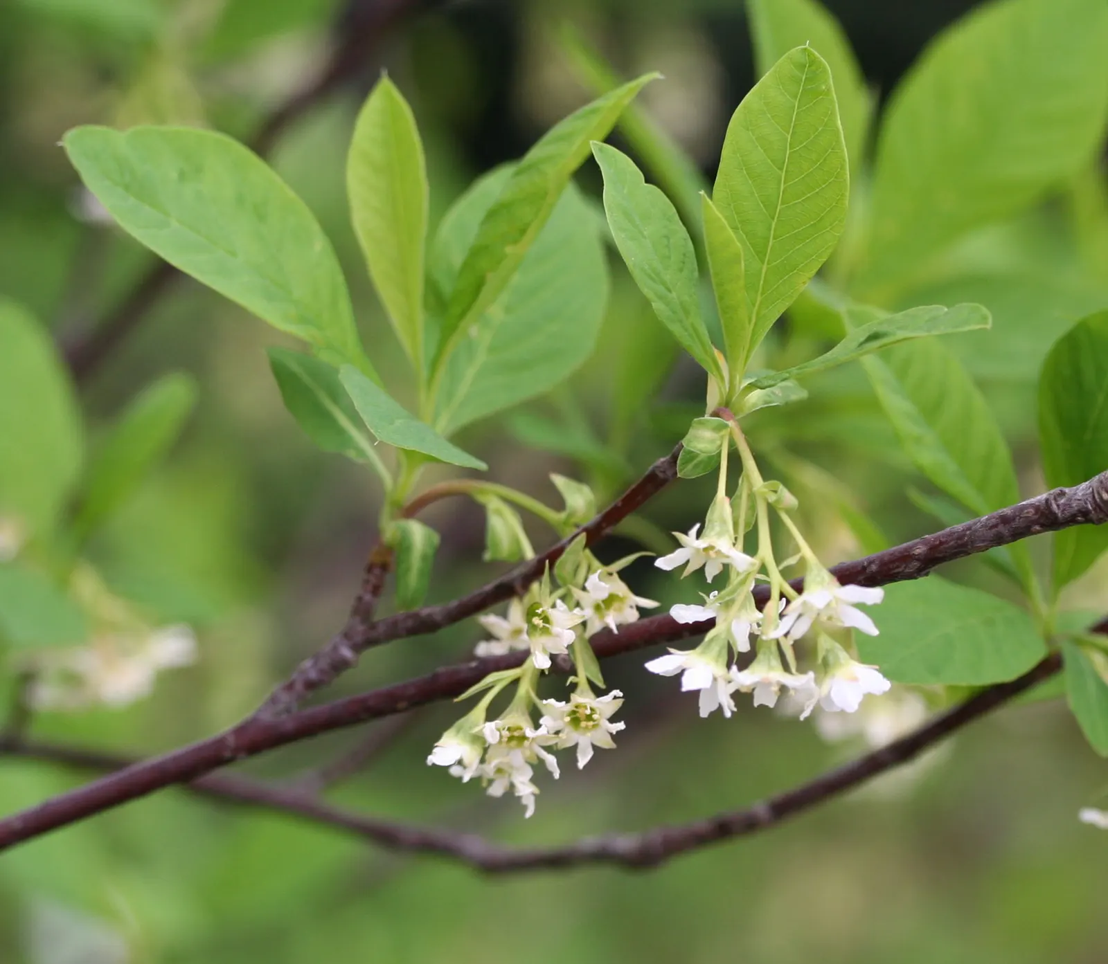Indian Plum (Oemleria Cerasiformis) — pendant clusters of flowers grace the bare branches by as early as February and persist into April