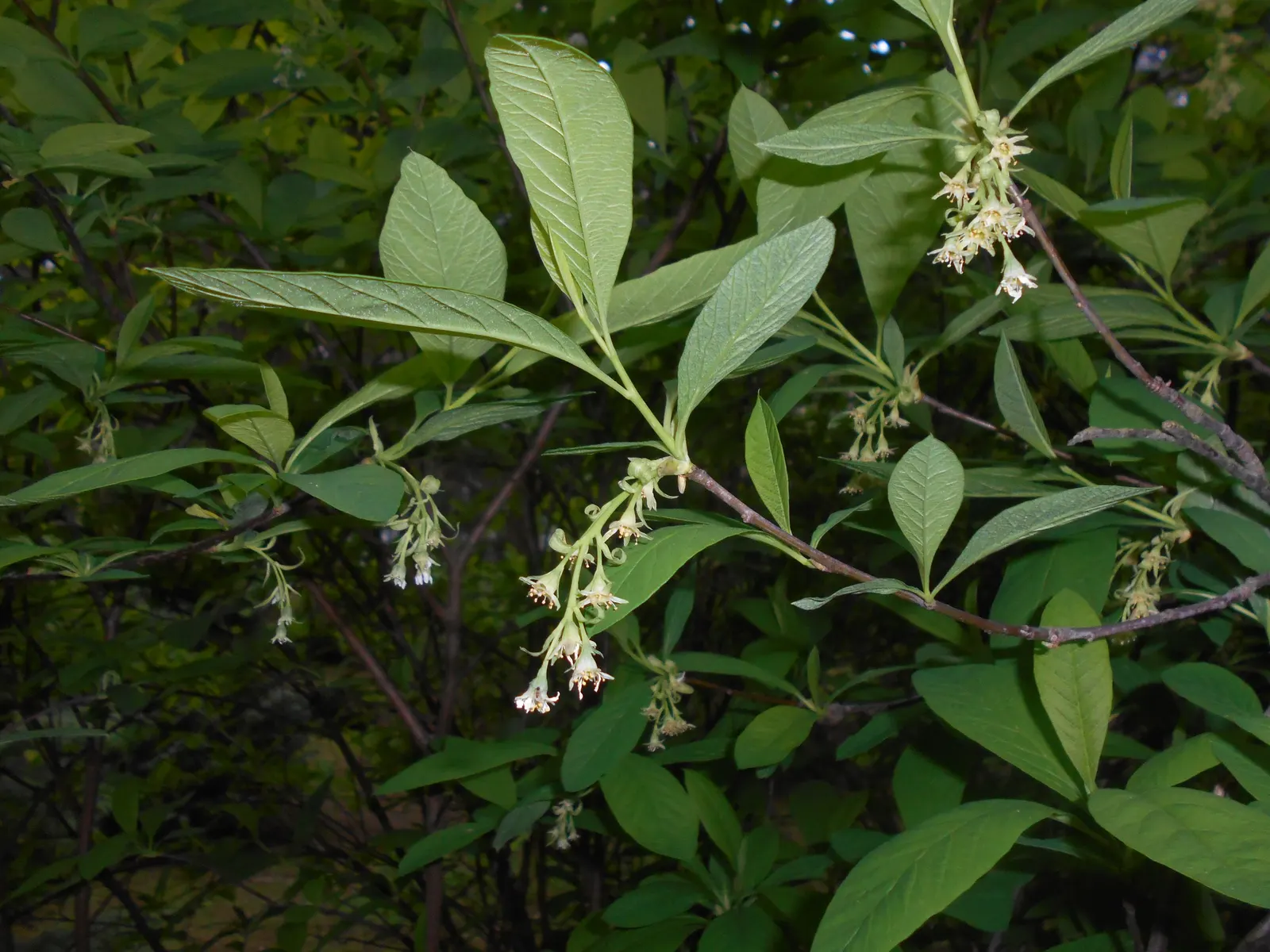 Indian Plum (Oemleria Cerasiformis) — Oemleria cerasiformis, commonly known as Indian Plum, is a deciduous shrub native to the Pacific Northwest, image 76