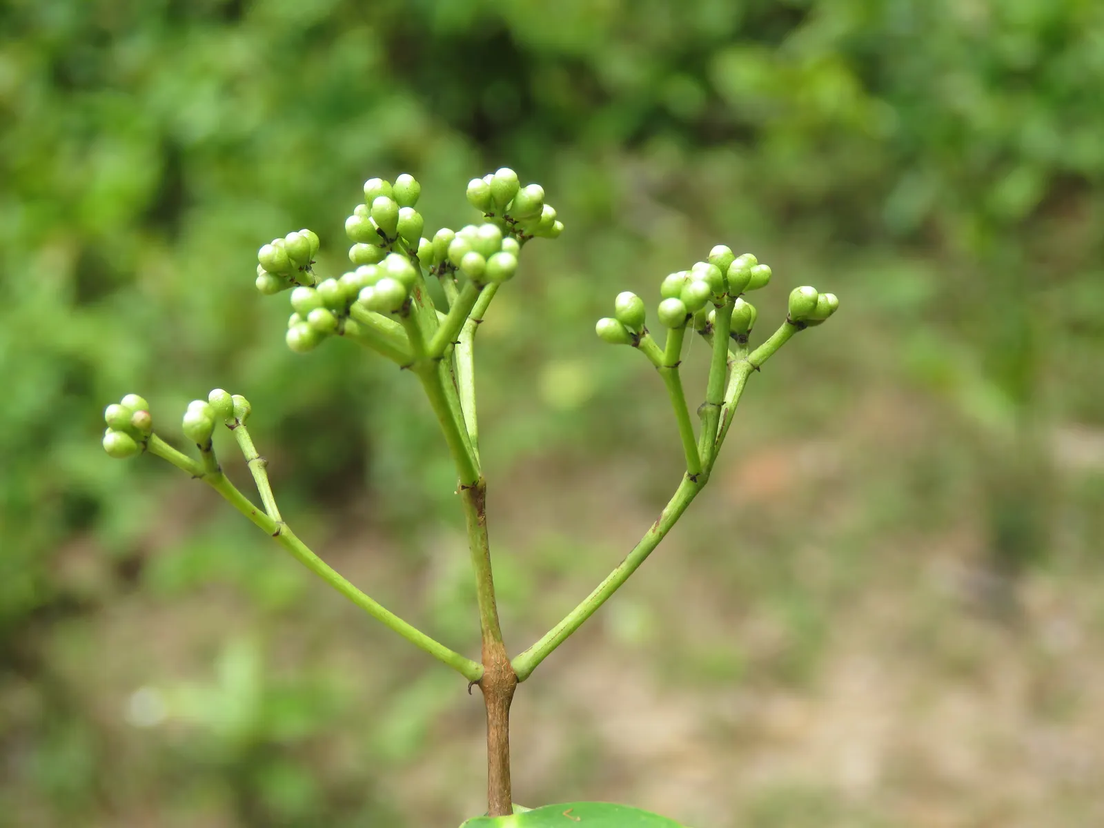 Indian Plum (Oemleria Cerasiformis) — shrub / tree with white blooms; reaching up to 5 inches long, image 74