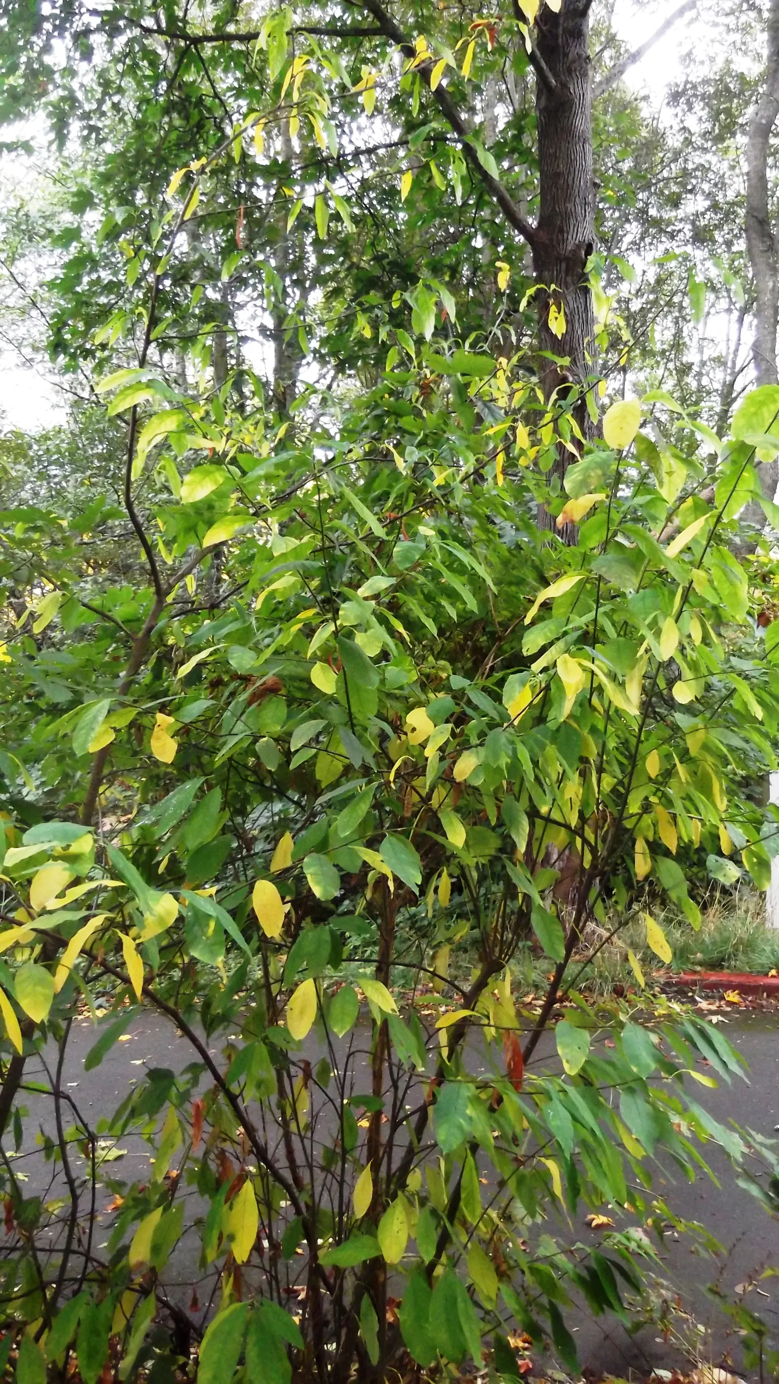 Indian Plum (Oemleria Cerasiformis) — Indian Plum provides excellent wildlife habitat and is ideal for naturalistic landscapes; celebrated for its, image 55