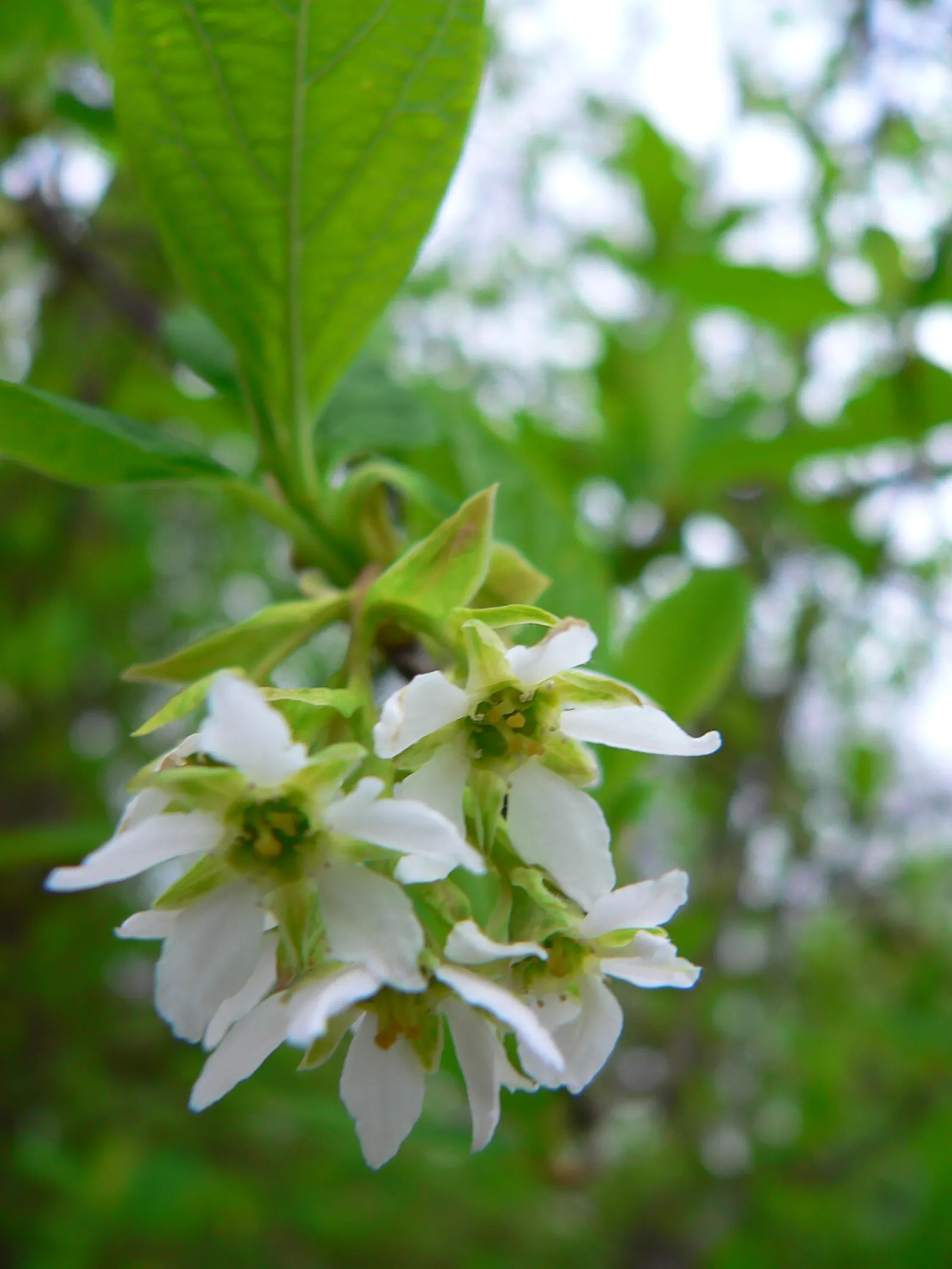 Indian Plum (Oemleria Cerasiformis) — shrub / tree with white blooms; reaching up to 5 inches long, image 99