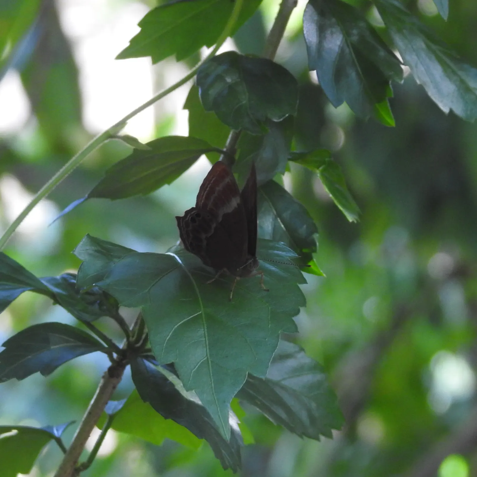 Indian Plum (Oemleria Cerasiformis) — both sexes must be present in the landscape.<br><br>The foliage is lance-shaped and bright green; they are, image 89