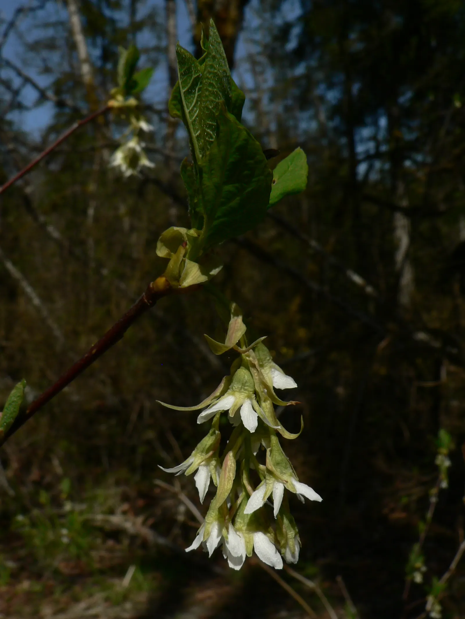 Indian Plum (Oemleria Cerasiformis) — Its preference for USDA hardiness zones 5 to 9 makes it a hardy addition to many landscapes; ripening to a, image 71