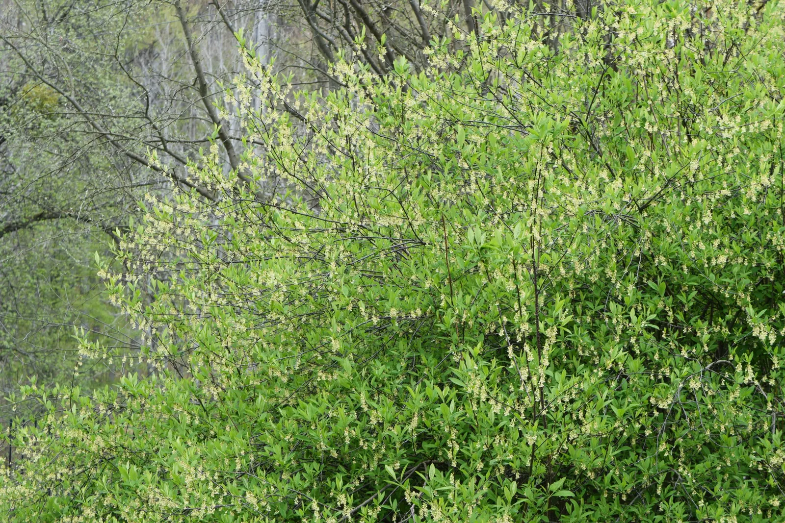 Indian Plum (Oemleria Cerasiformis) — both sexes must be present in the landscape.<br><br>The foliage is lance-shaped and bright green