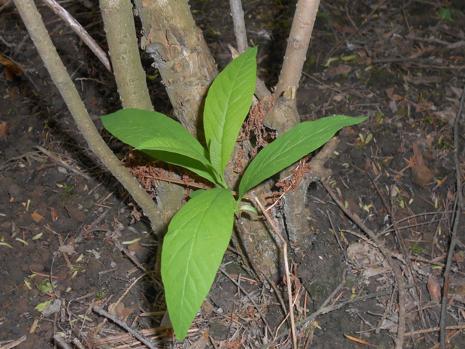 Indian Plum (Oemleria Cerasiformis) — It thrives in USDA zones 5-9, preferring partial to full sun and well-draining soil