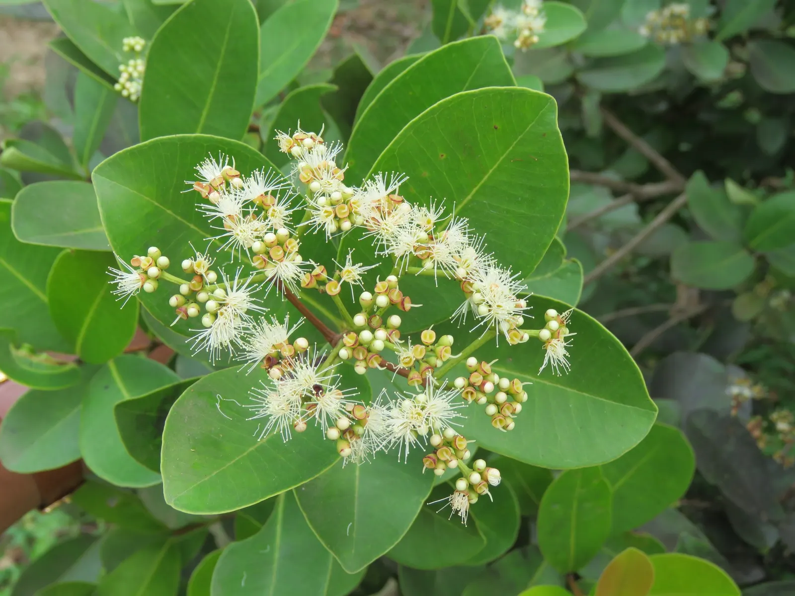Indian Plum (Oemleria Cerasiformis) — shrub / tree with white blooms