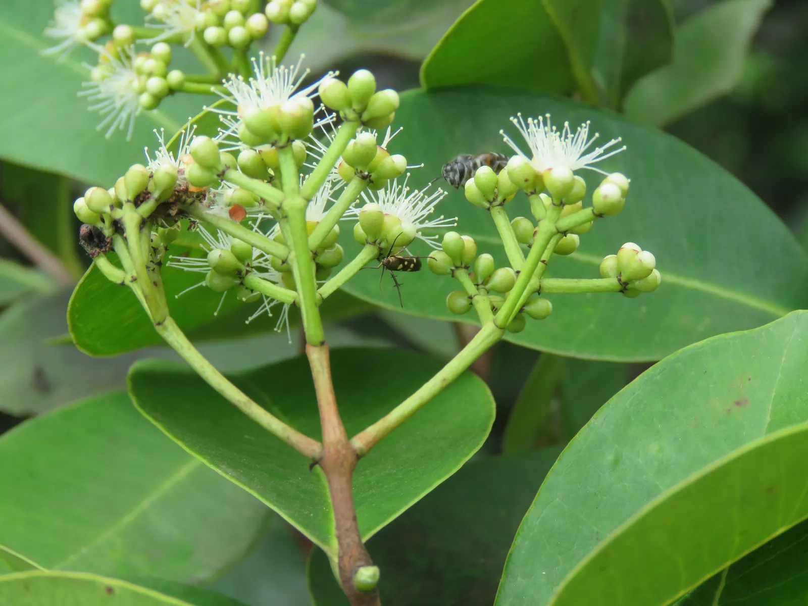 Indian Plum (Oemleria Cerasiformis) — This shrub typically grows to a height of 5 to 15 feet