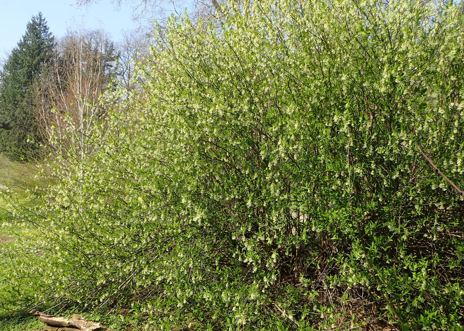 Indian Plum (Oemleria Cerasiformis) — pendant clusters of flowers grace the bare branches by as early as February and persist into April; each, image 59