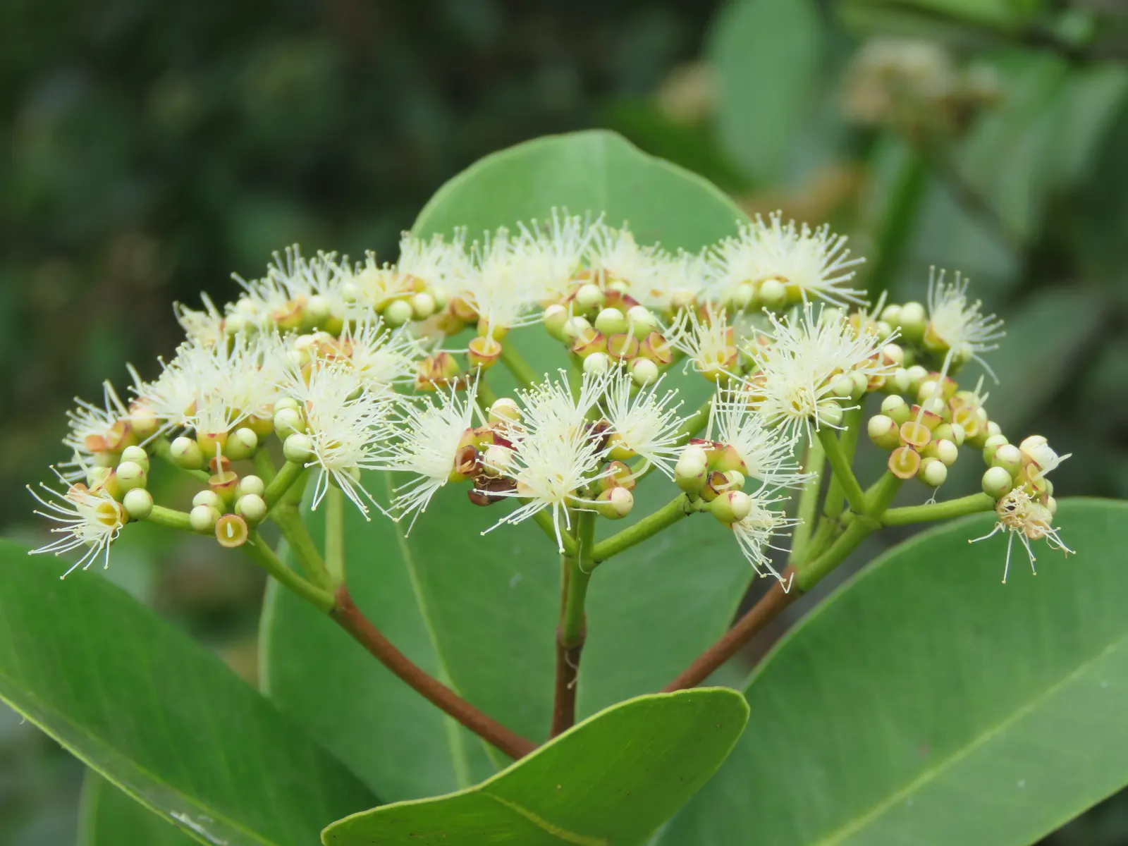 Indian Plum (Oemleria Cerasiformis) — they are favored by birds and small mammals; meaning that male and female flowers are borne on separate, image 70