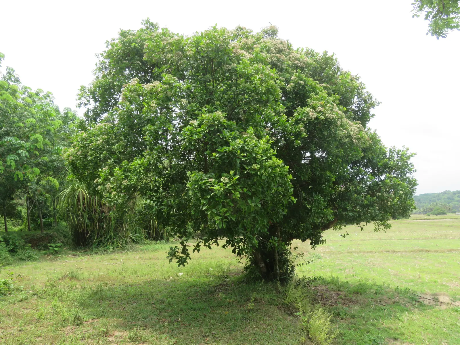 Indian Plum (Oemleria Cerasiformis) — Each flower measures about 0.5 inches across