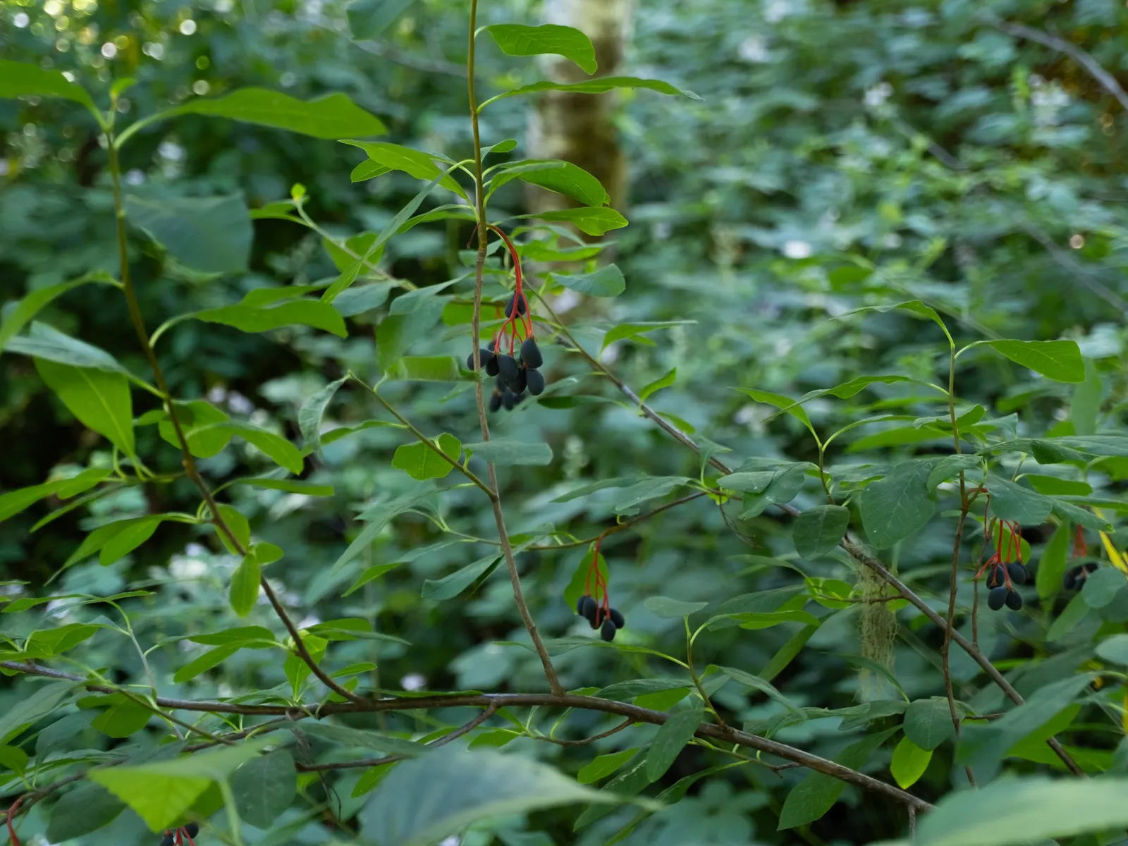 Indian Plum (Oemleria Cerasiformis) — celebrated for its early spring blossoms and wildlife-friendly characteristics