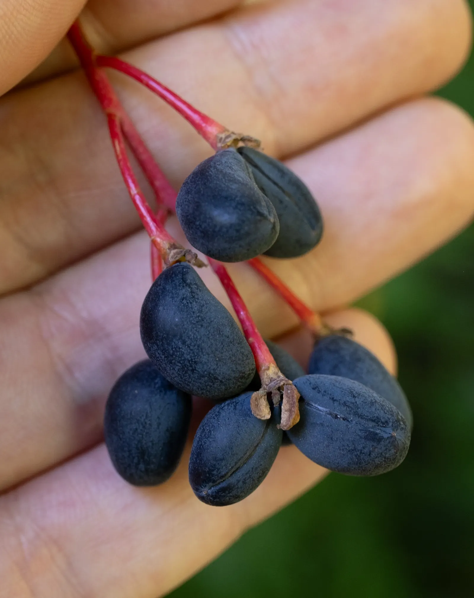 Indian Plum (Oemleria Cerasiformis) — reaching up to 5 inches long; it typically grows 5-20 feet tall and spreads 4-12 feet wide, image 90