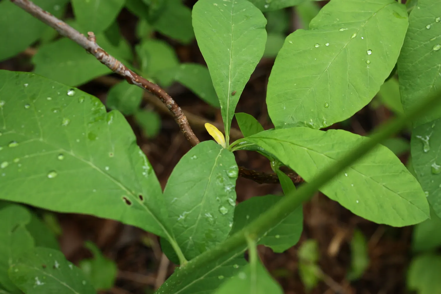 Indian Plum (Oemleria Cerasiformis) — contributing additional seasonal interest.<br><br>Upon pollination