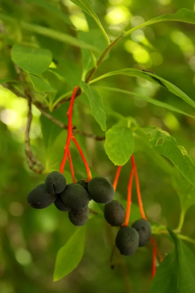Indian Plum (Oemleria Cerasiformis) — Ripening to a dark purple in late summer; indian Plum provides excellent wildlife habitat and is ideal for, image 94