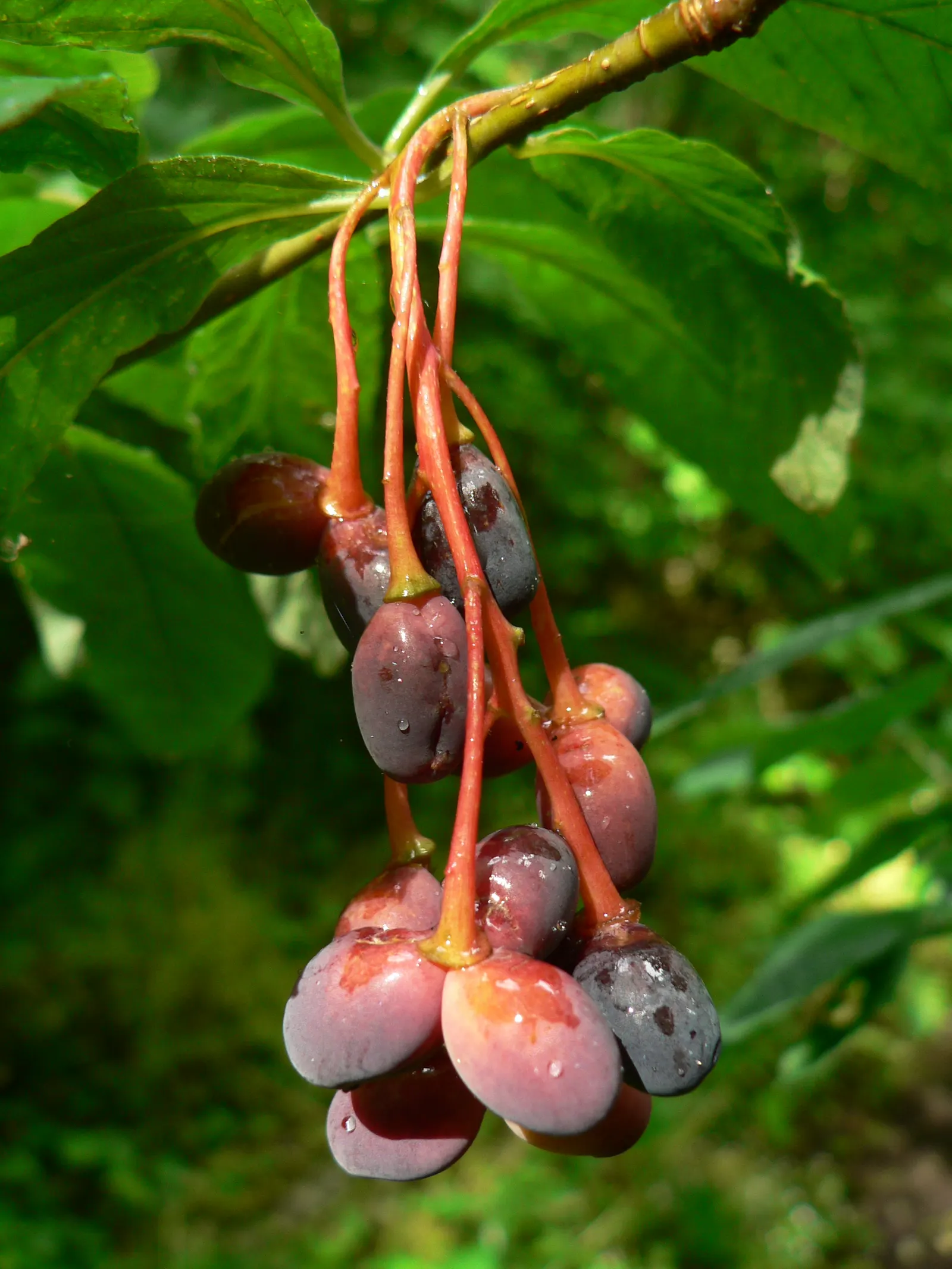 Indian Plum (Oemleria Cerasiformis) — Oemleria cerasiformis, commonly known as Indian Plum, is a deciduous shrub native to the Pacific Northwest