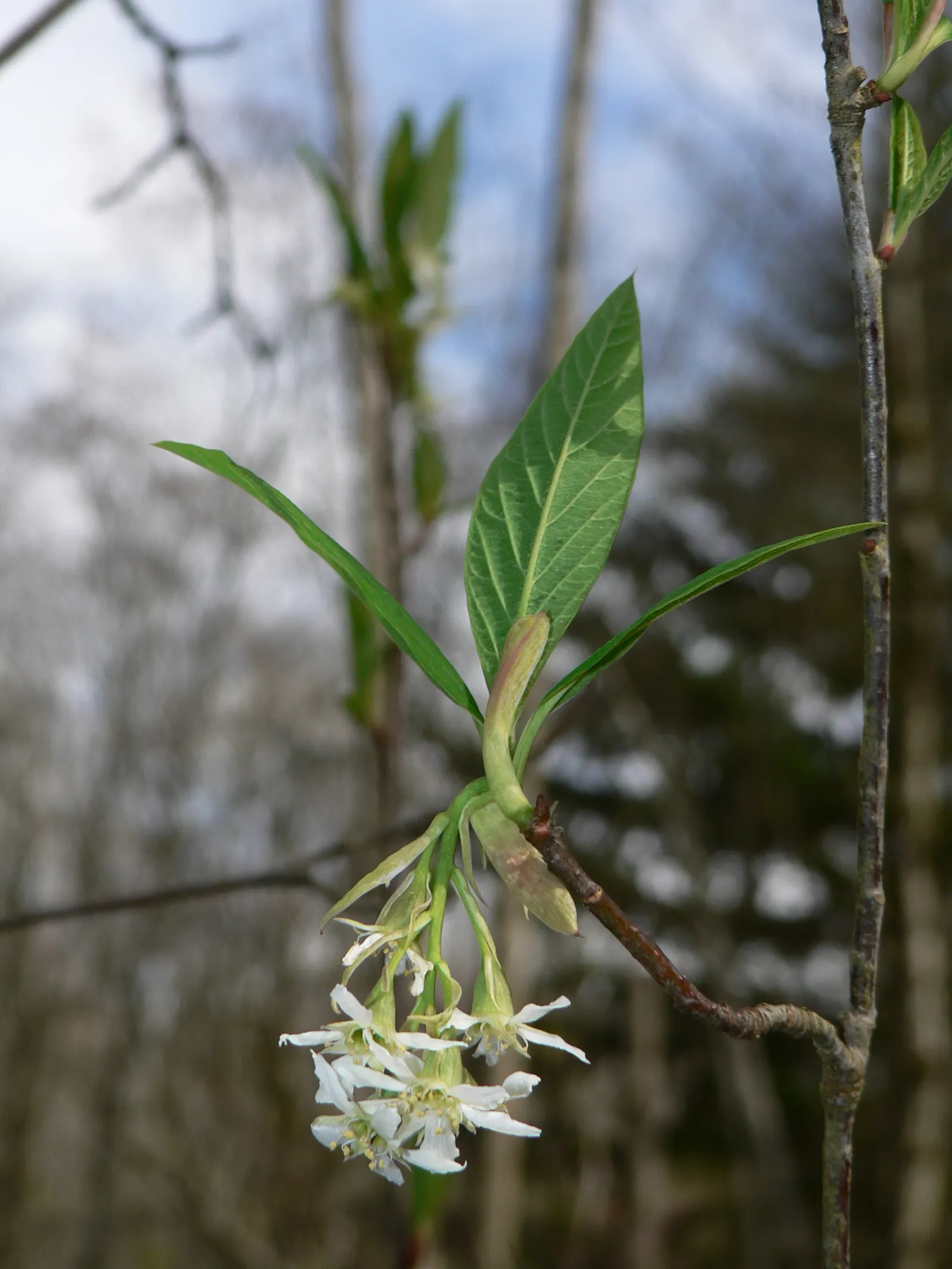 Indian Plum (Oemleria Cerasiformis) — shrub / tree with white blooms; reaching up to 5 inches long