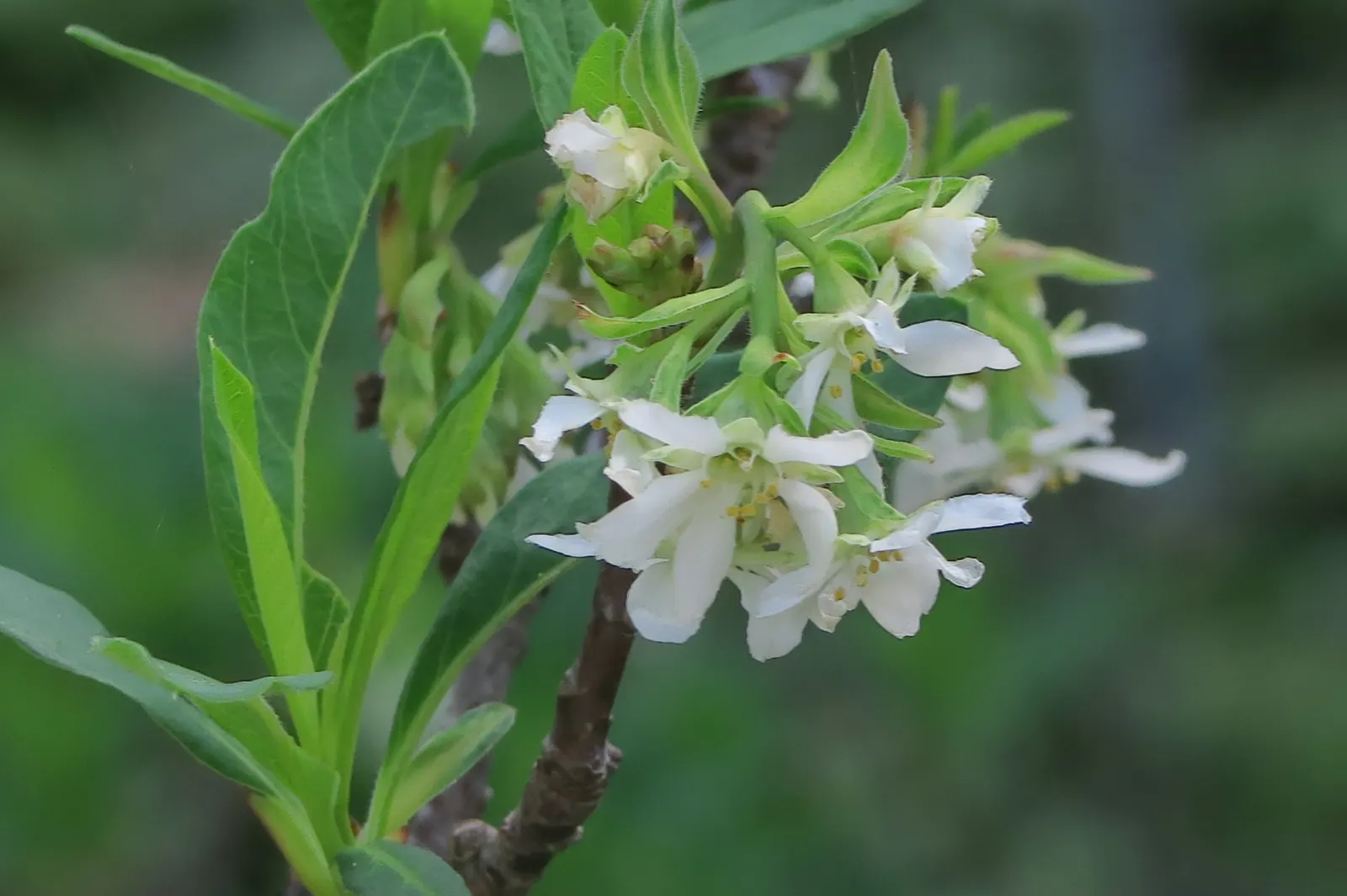Indian Plum (Oemleria Cerasiformis) — shrub / tree for full or half; ecologically supportive option, image 75