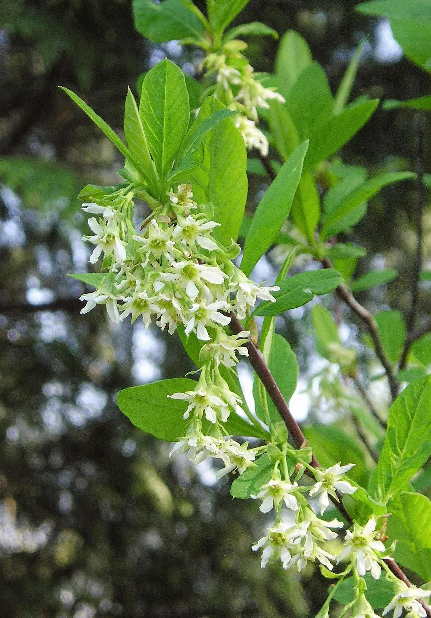 Indian Plum (Oemleria Cerasiformis) — white flowers in the garden; this shrub typically grows to a height of 5 to 15 feet, image 73