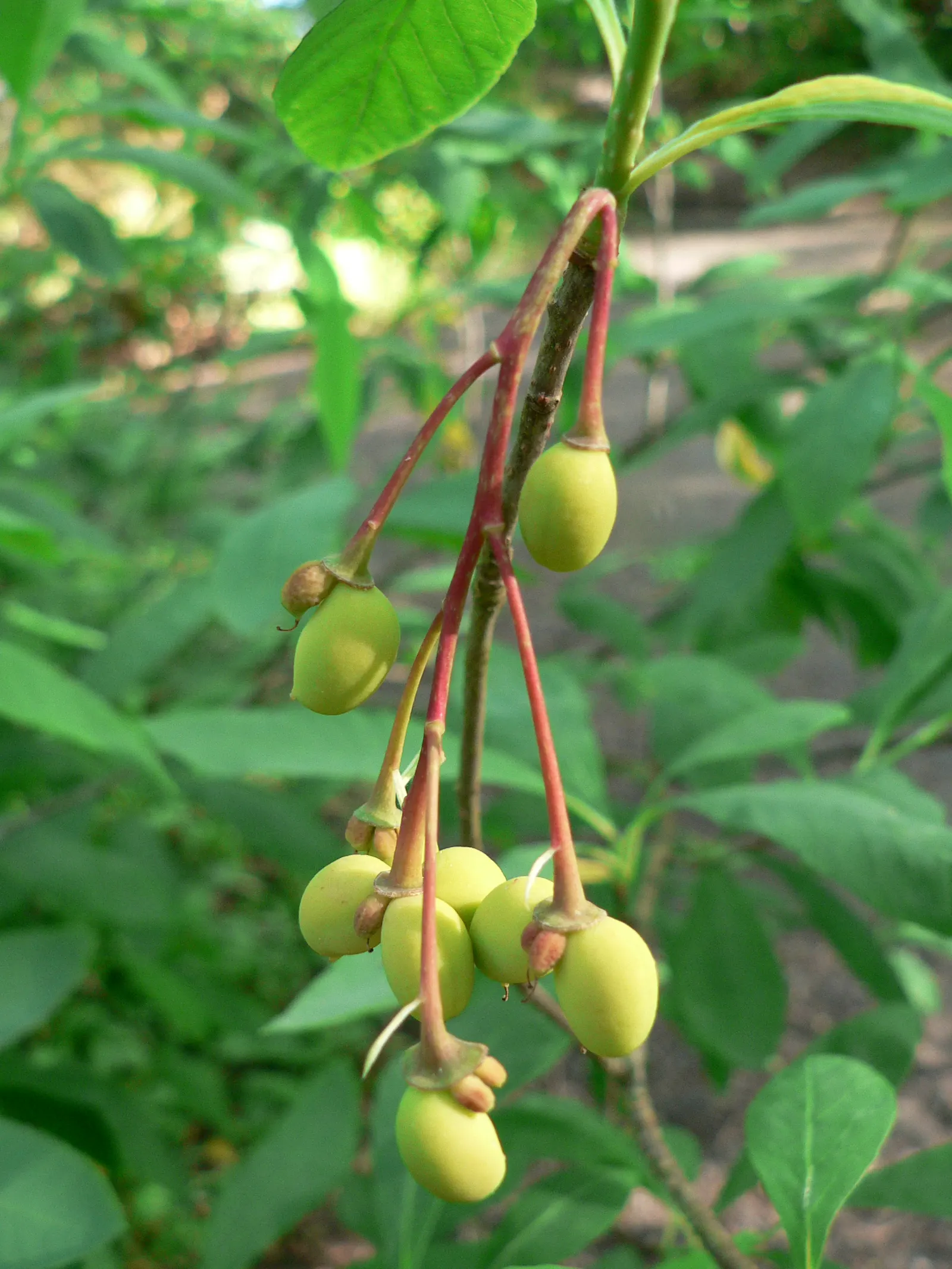 Indian Plum (Oemleria Cerasiformis) — if fruit production is desired, image 63