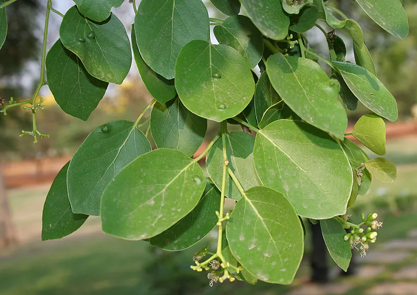 Indian Plum (Oemleria Cerasiformis) — if fruit production is desired