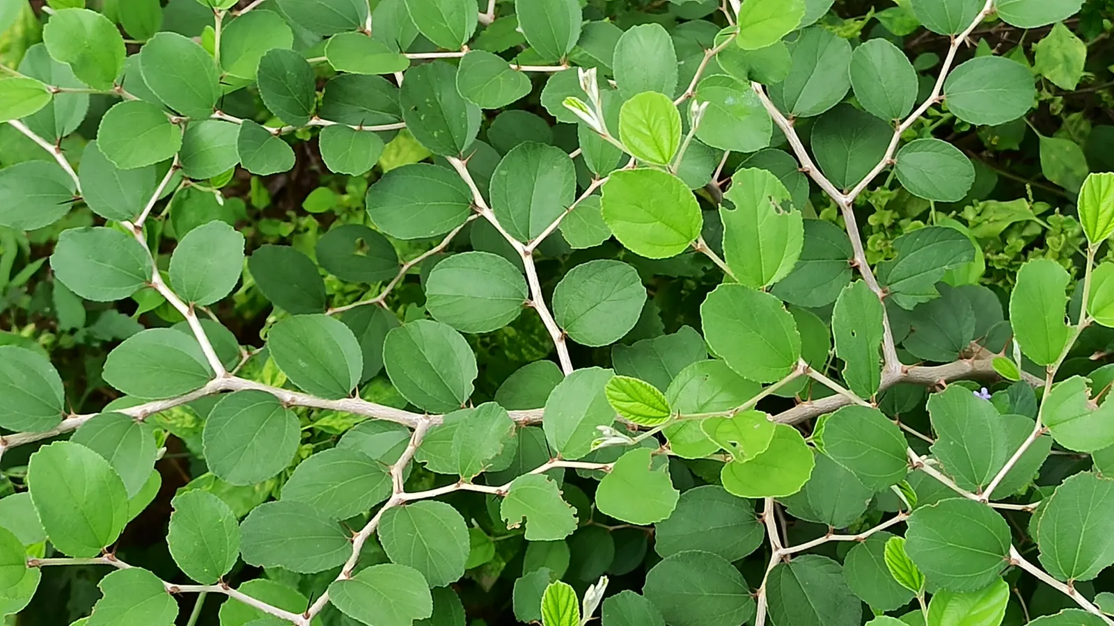 Indian Plum (Oemleria Cerasiformis) — meaning that male and female flowers are borne on separate plants; thus; is a deciduous shrub native to the, image 87