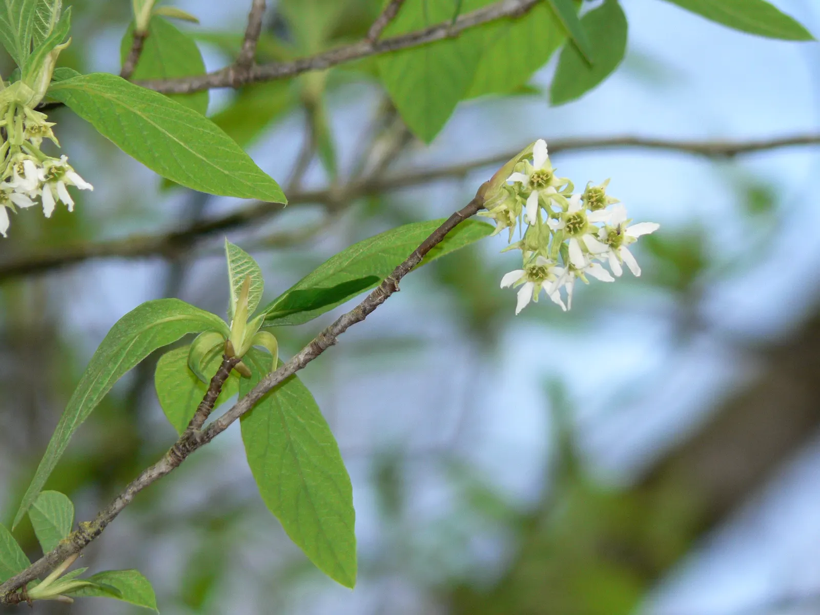 Indian Plum (Oemleria Cerasiformis) — reaching about 1 inch in length; white flowers in the garden