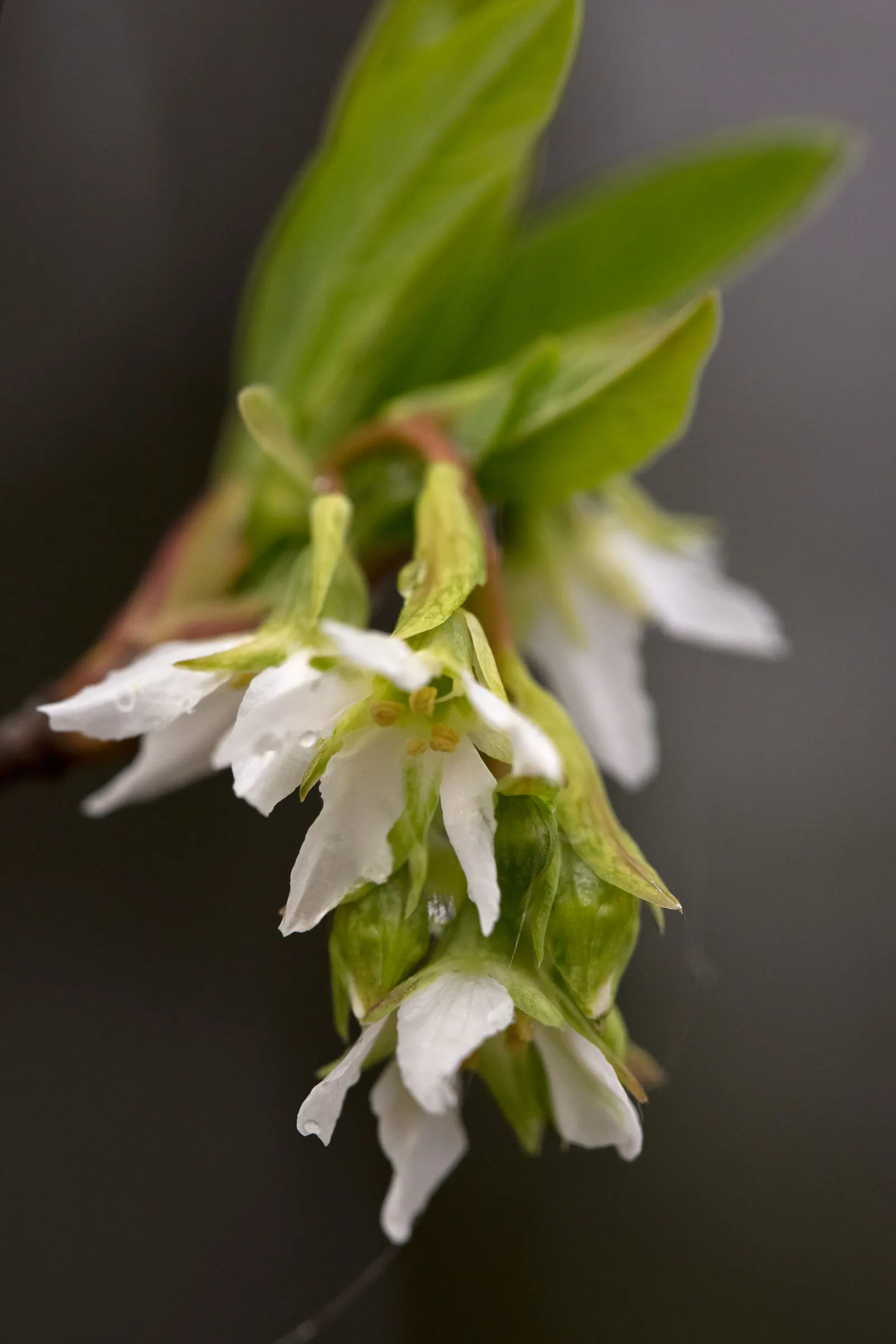 Indian Plum (Oemleria Cerasiformis) — the Indian Plum is dioecious; shrub / tree with white blooms, image 86