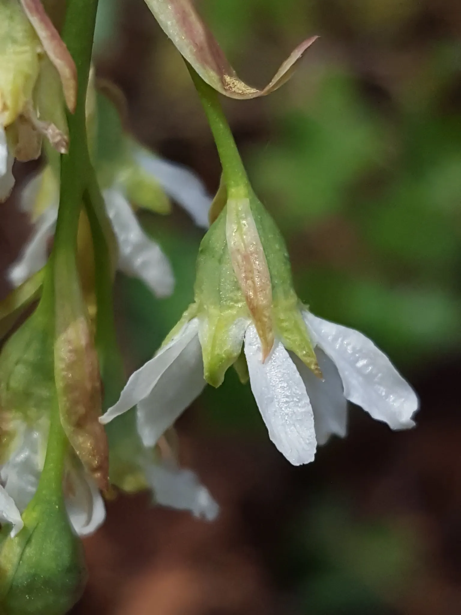 Indian Plum (Oemleria Cerasiformis) — shrub / tree for full or half; ecologically supportive option, image 100