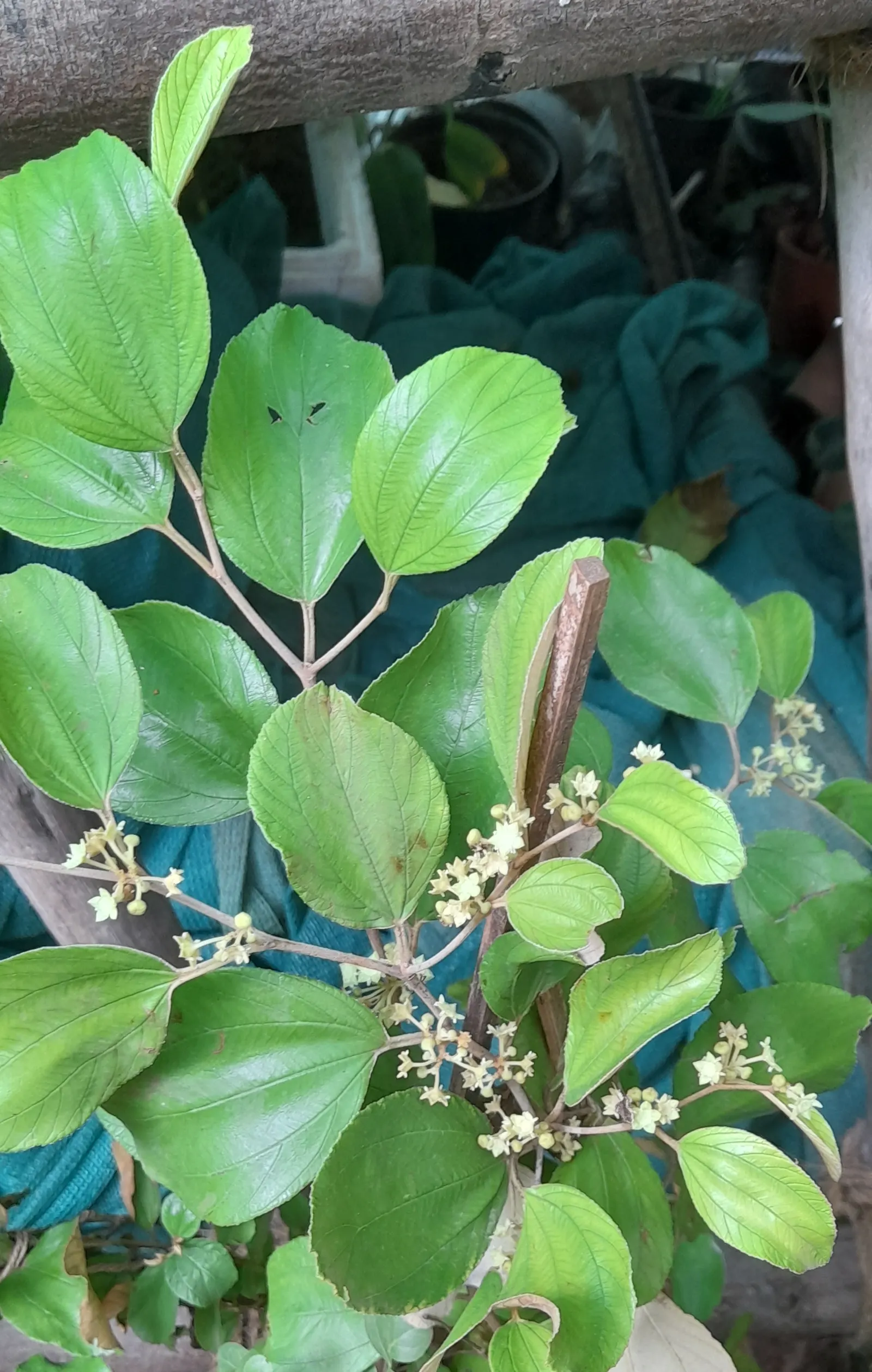 Indian Plum (Oemleria Cerasiformis) — white flowers in the garden; this shrub typically grows to a height of 5 to 15 feet