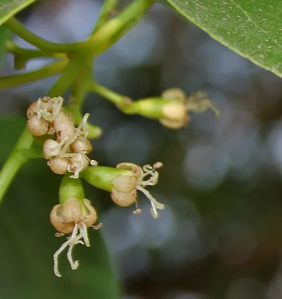 Indian Plum (Oemleria Cerasiformis) — is a deciduous shrub native to the Pacific Northwest; both sexes must be present in the landscape.<br><br>The foliage is