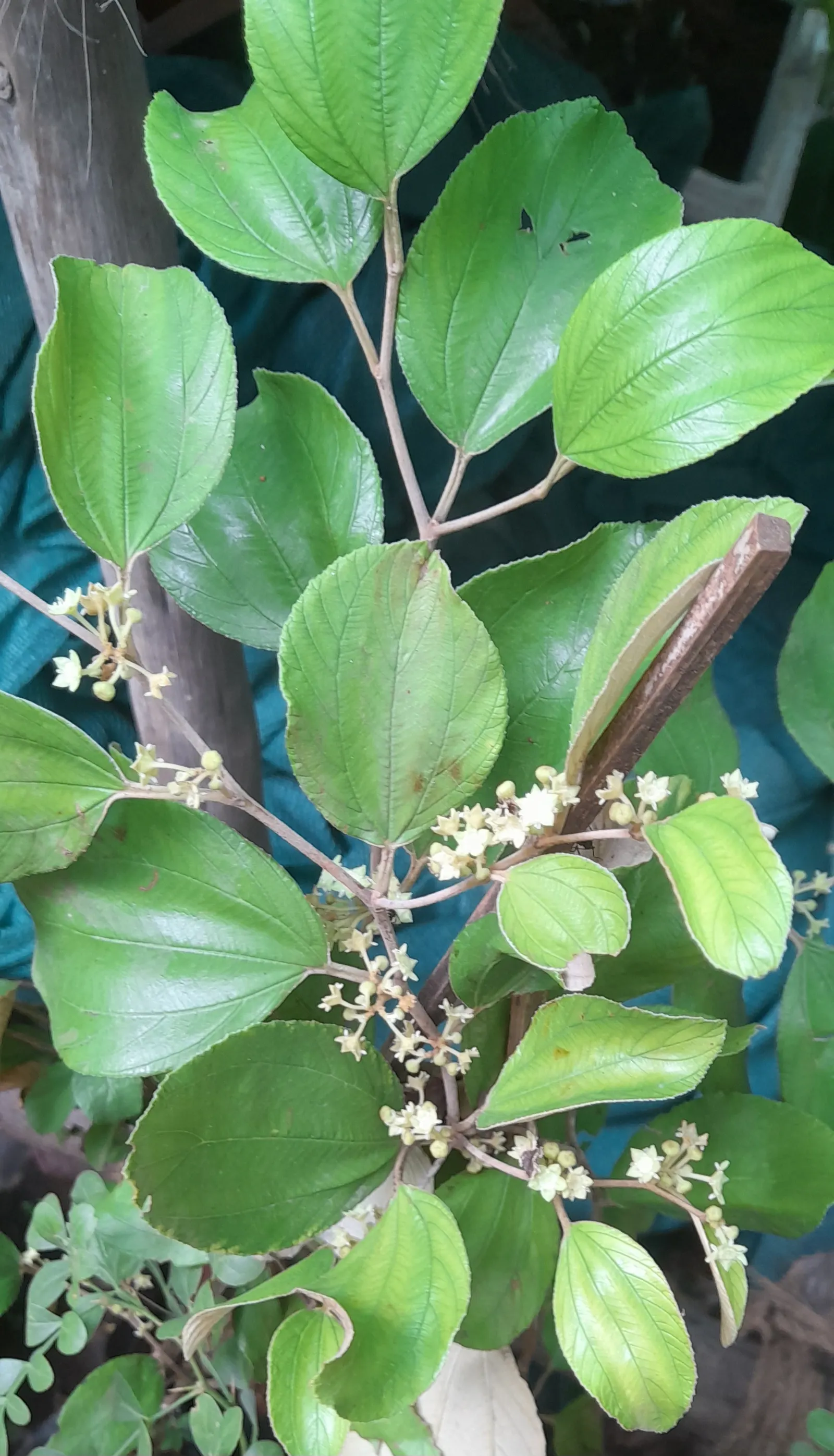 Indian Plum (Oemleria Cerasiformis) — contributing additional seasonal interest.<br><br>Upon pollination; autumn brings a subtle display of yellow foliage