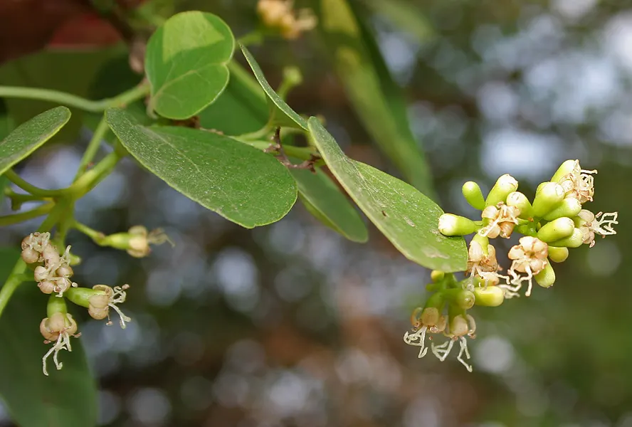 Indian Plum (Oemleria Cerasiformis) — reaching about 1 inch in length