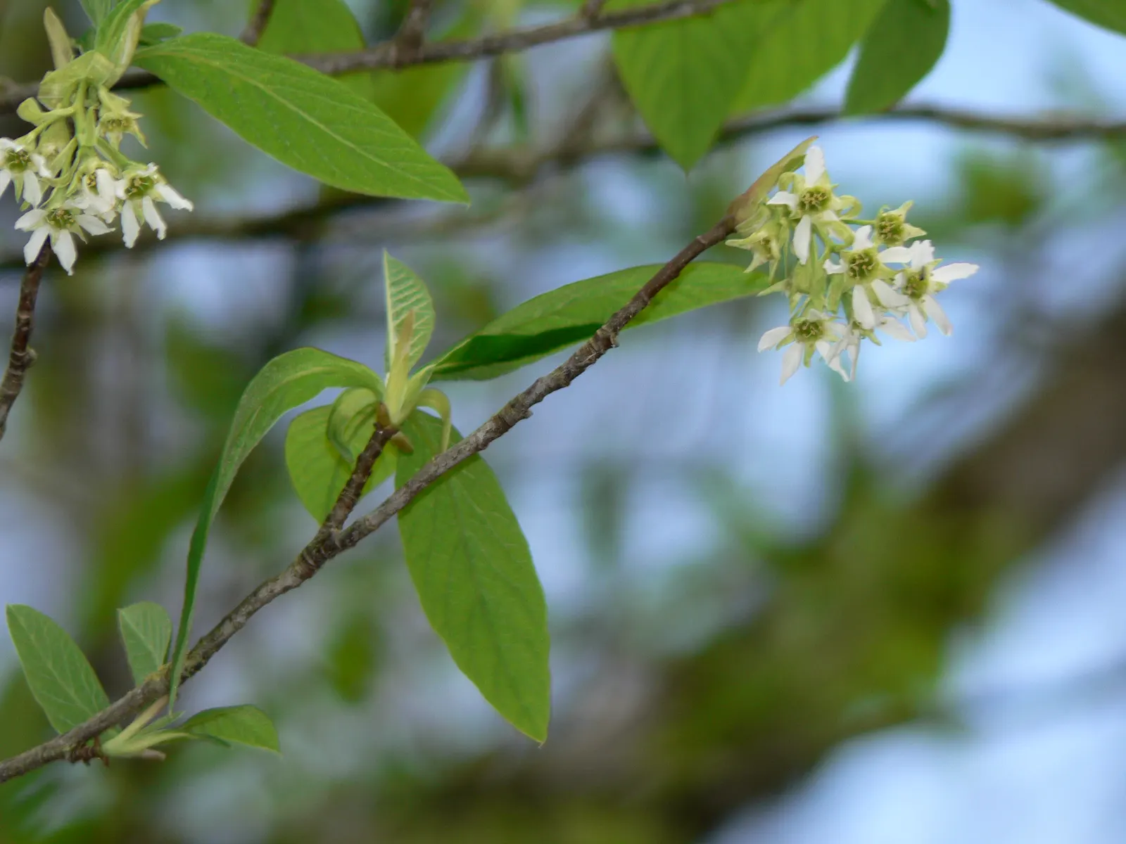Indian Plum (Oemleria Cerasiformis) — both sexes must be present in the landscape.<br><br>The foliage is lance-shaped and bright green; they are favored by
