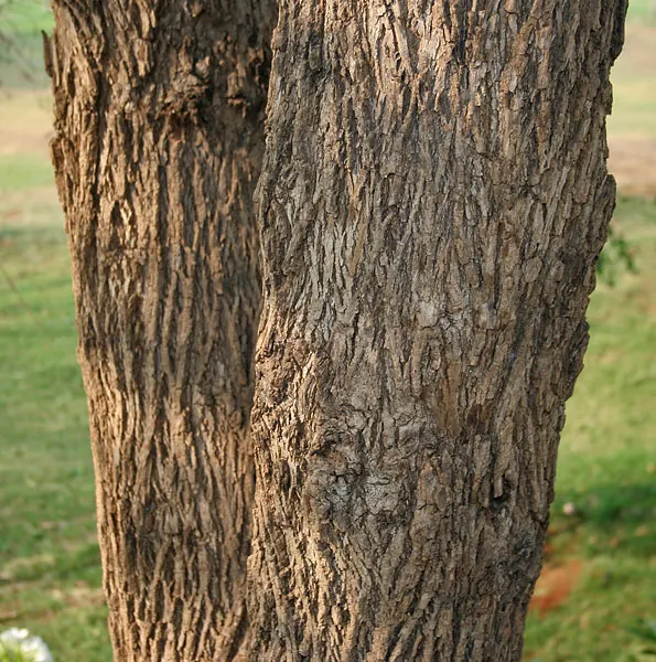 Indian Plum (Oemleria Cerasiformis) — ecologically supportive option; oemleria cerasiformis, commonly known as Indian Plum, is a deciduous shrub, image 97